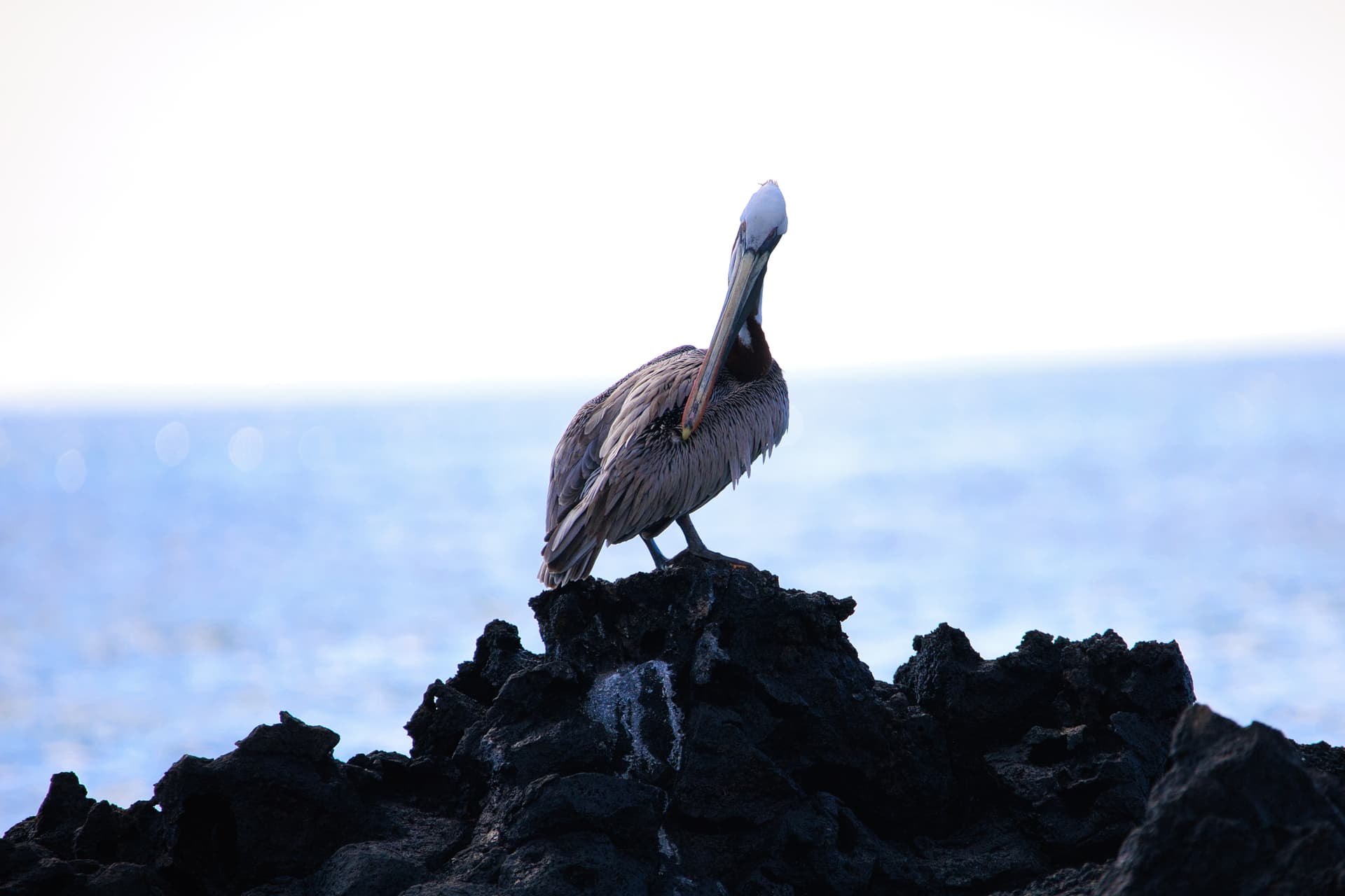 Galapagos Photos