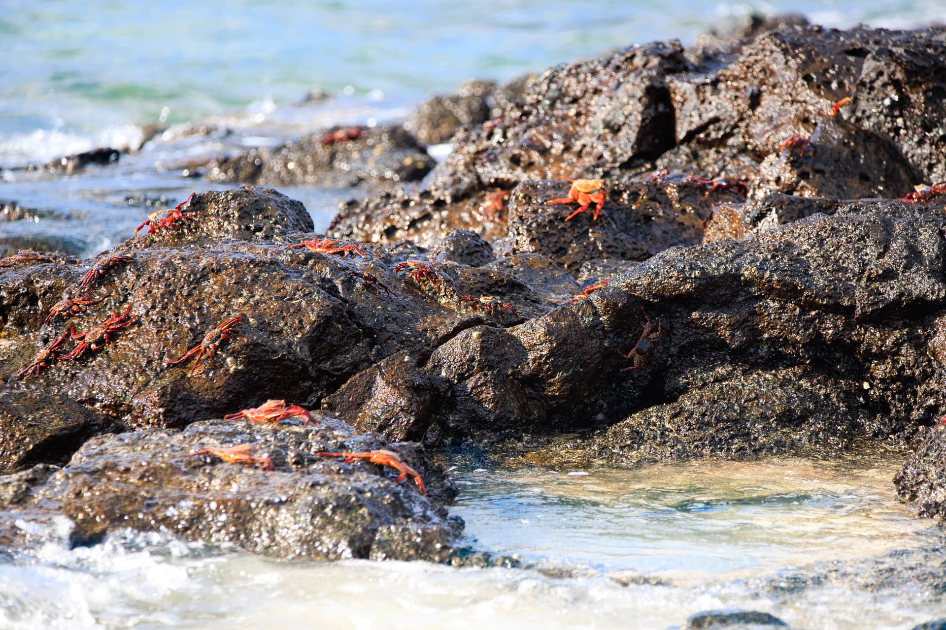 Galapagos Photos