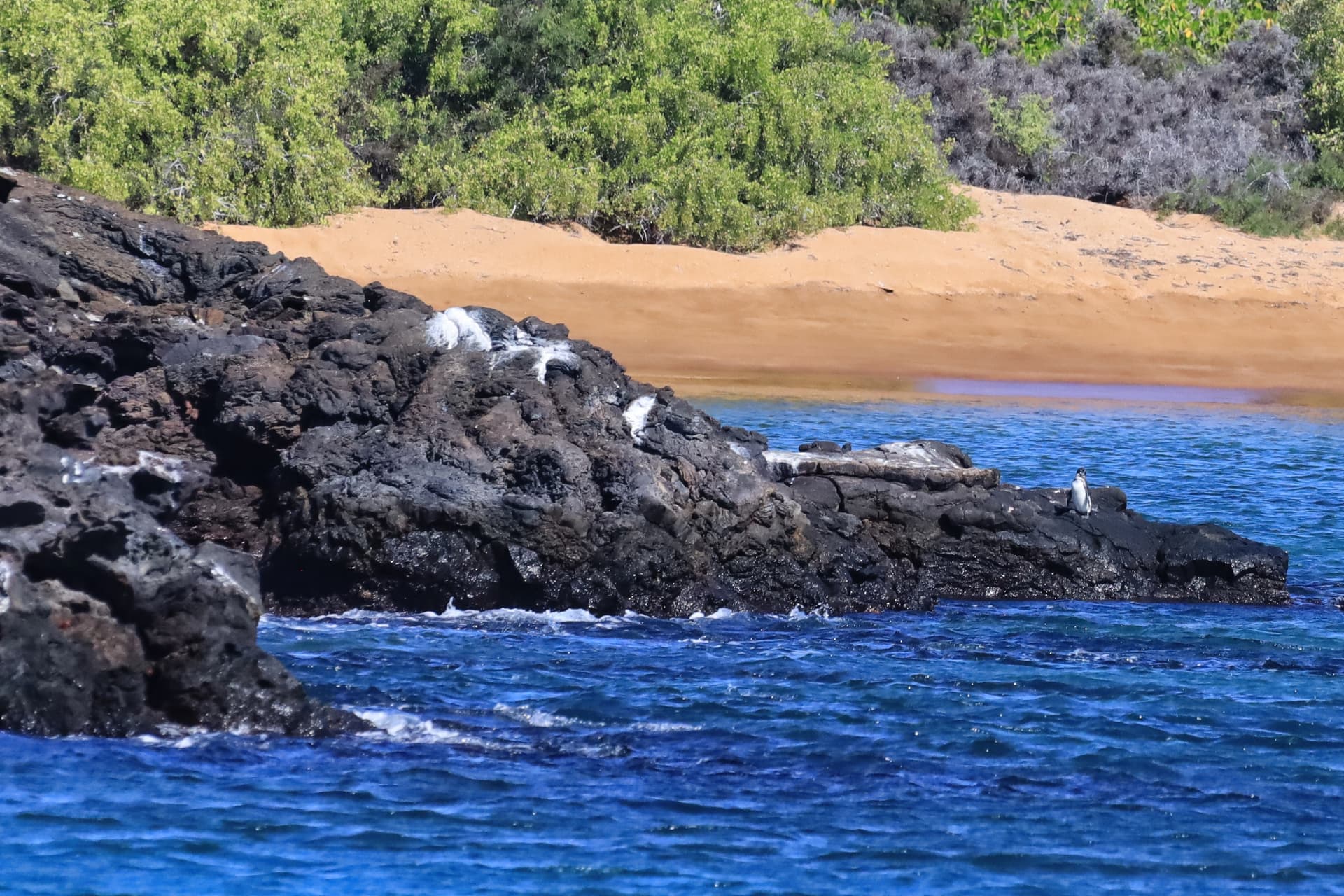 Galapagos Photos