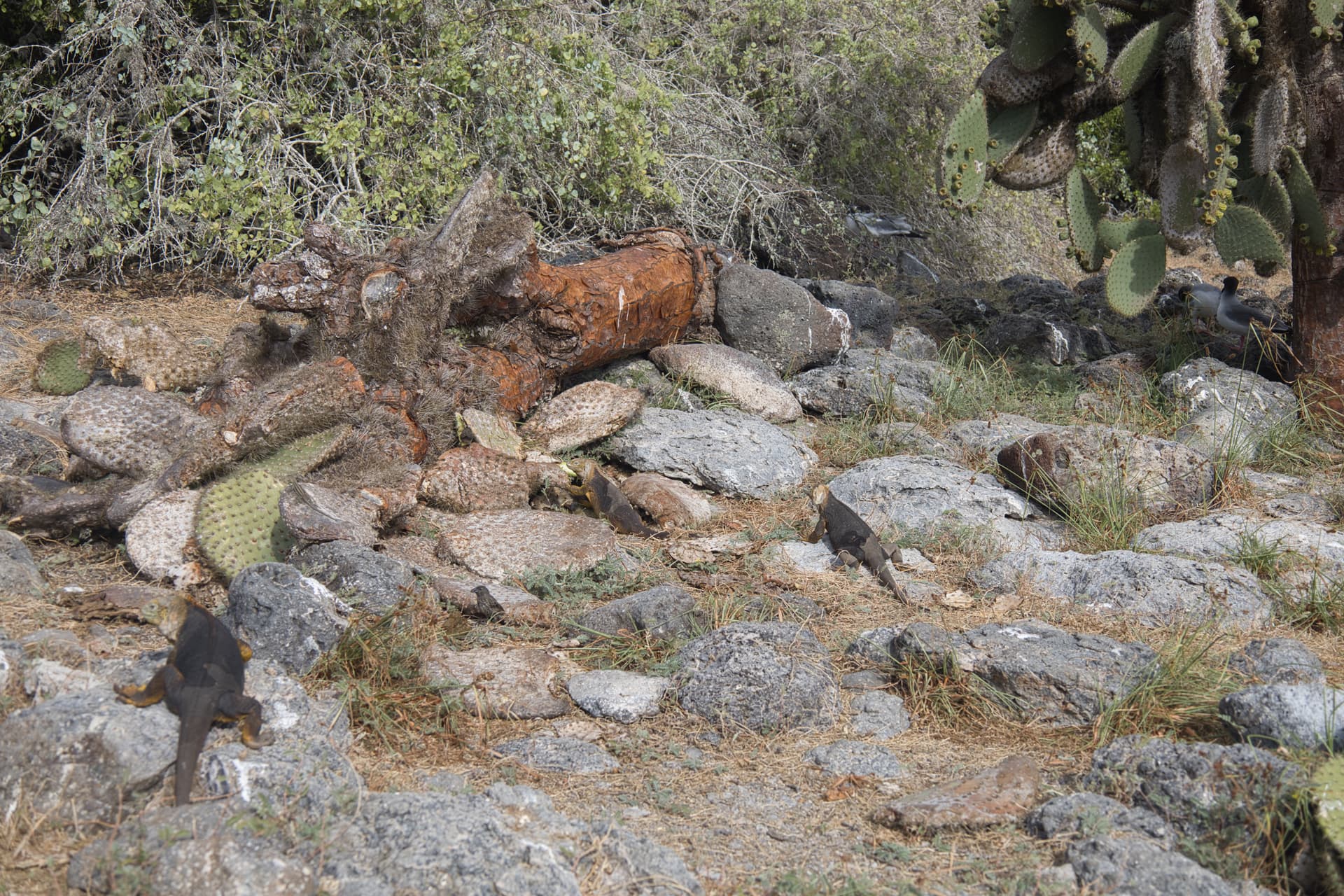 Galapagos Photos