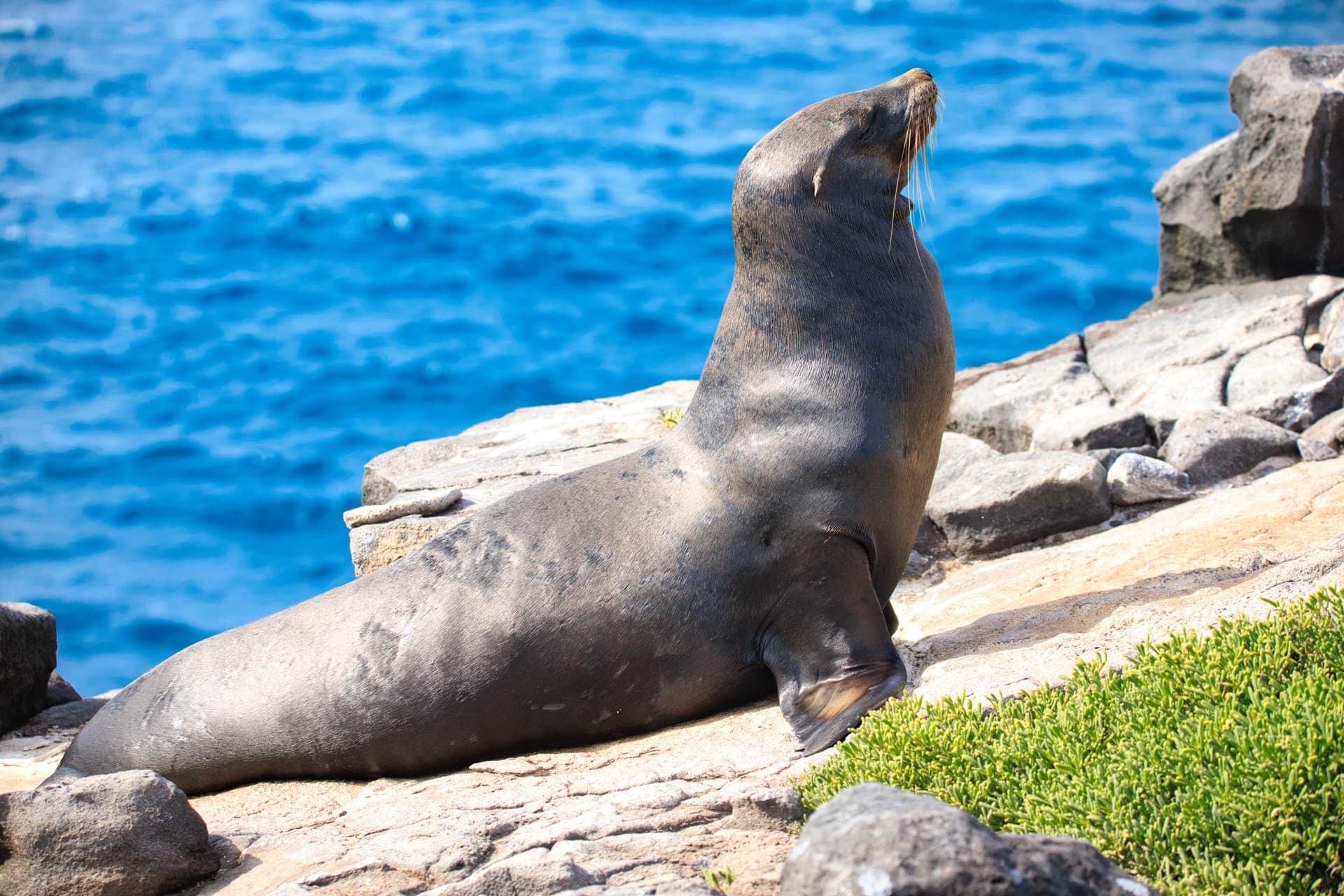 Galapagos Photos