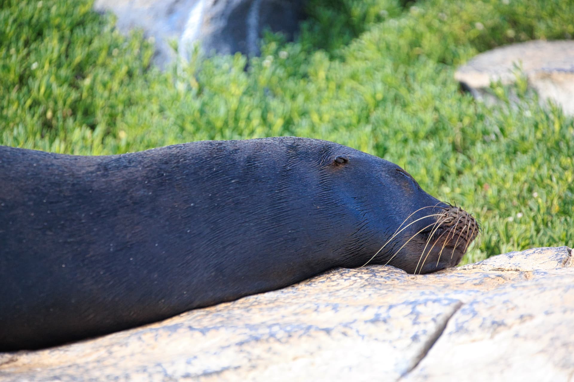 Galapagos Photos