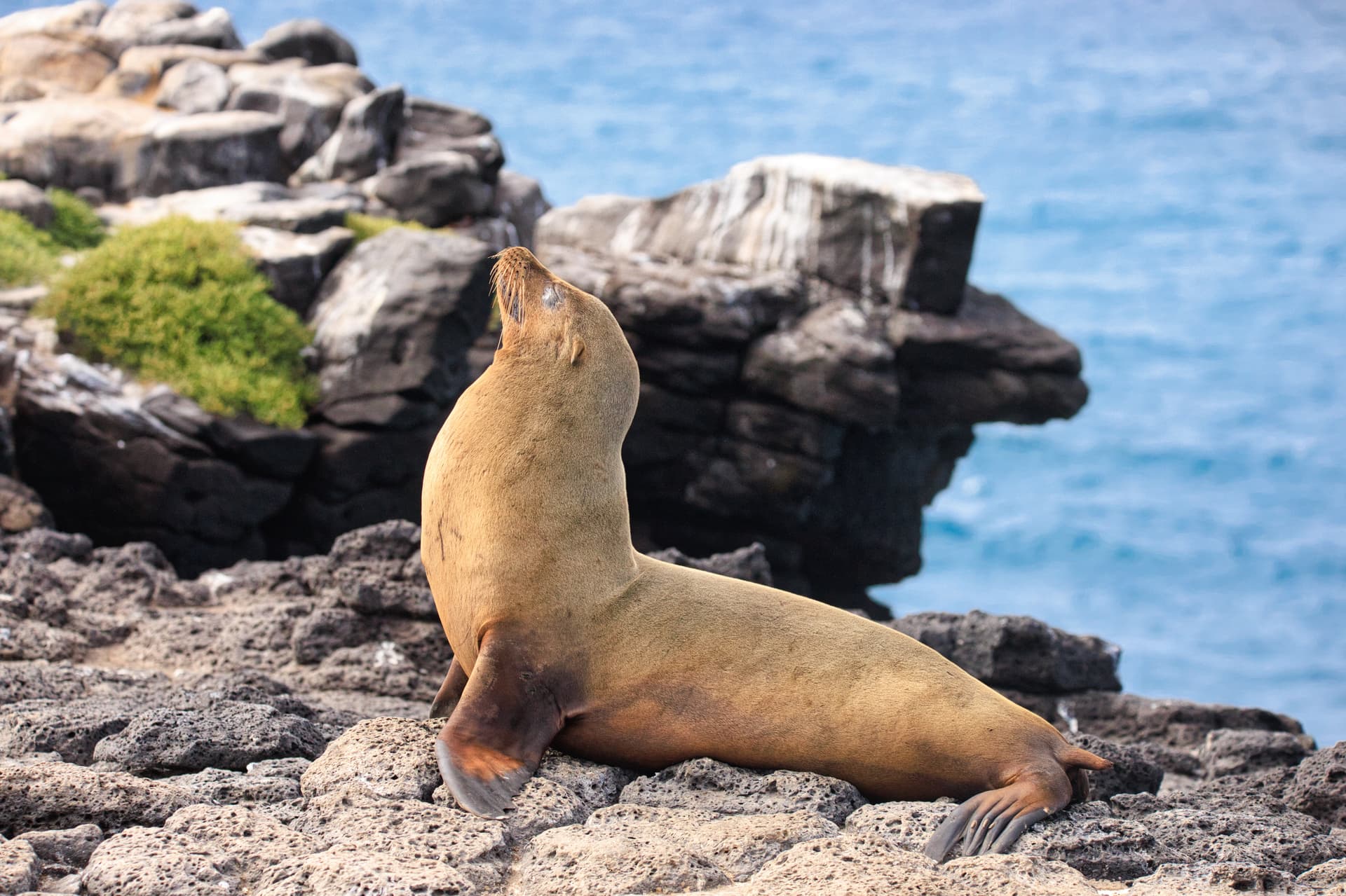 Galapagos Photos