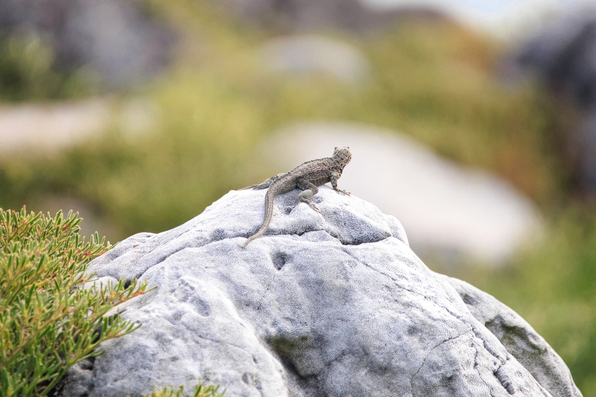 Galapagos Photos