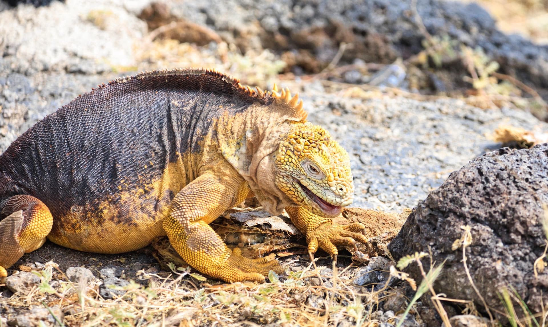 Galapagos Photos