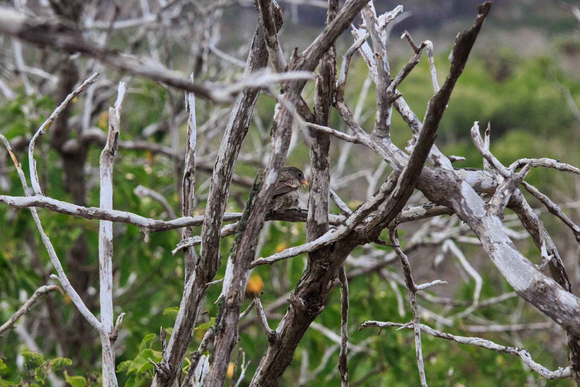 Galapagos Photos