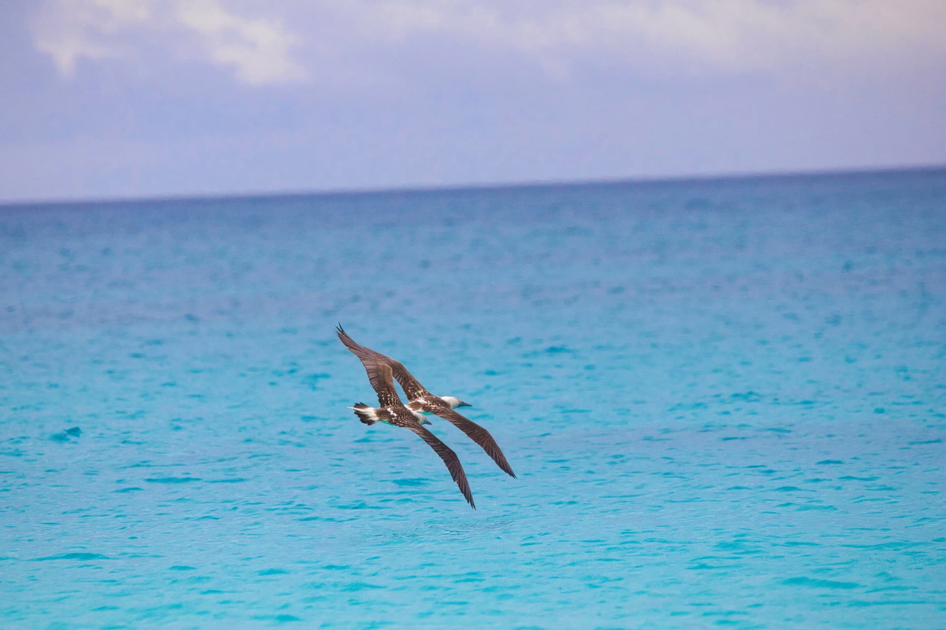 Galapagos Photos
