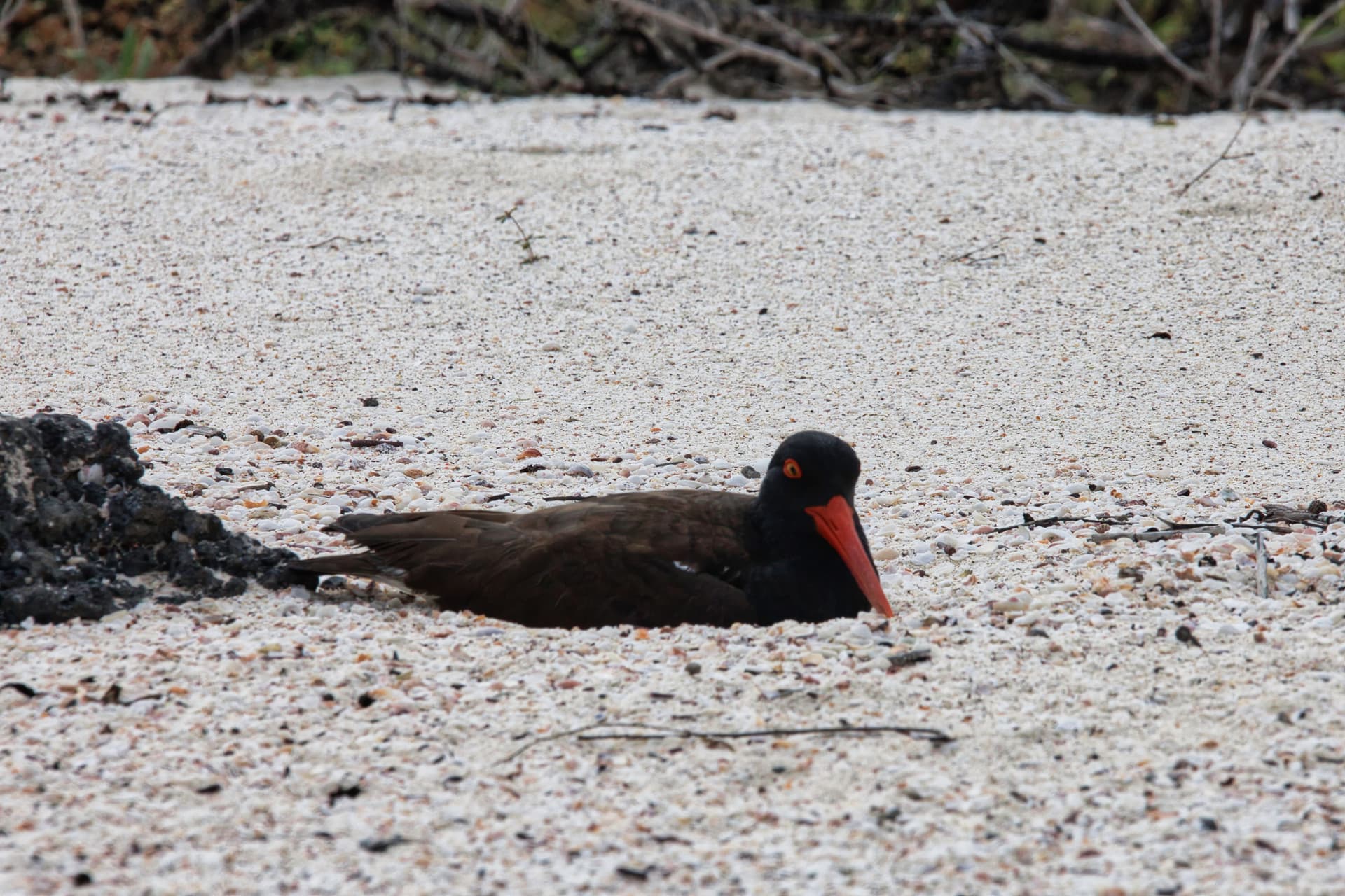Galapagos Photos