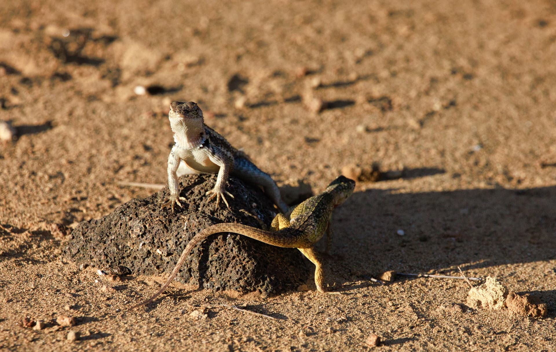 Galapagos Photos