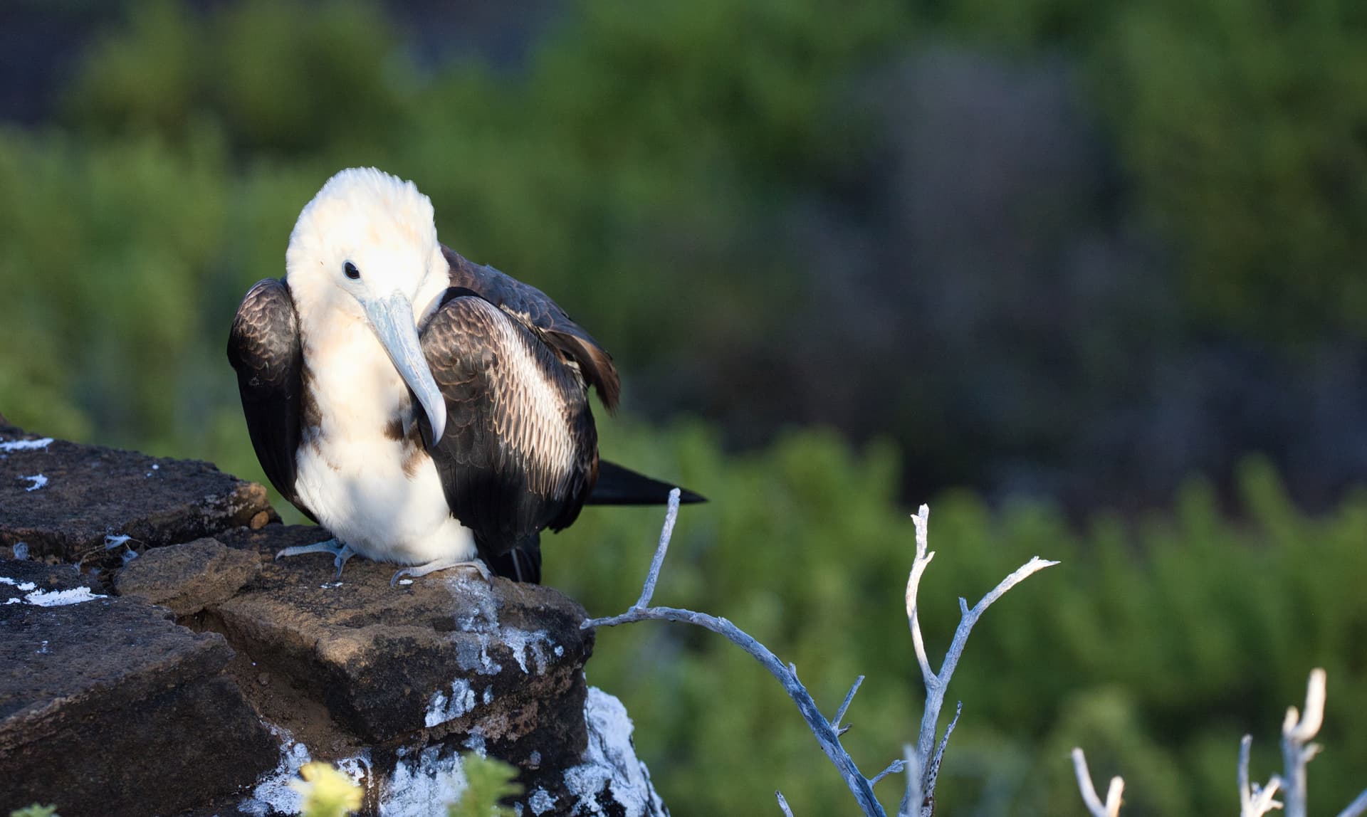 Galapagos Photos