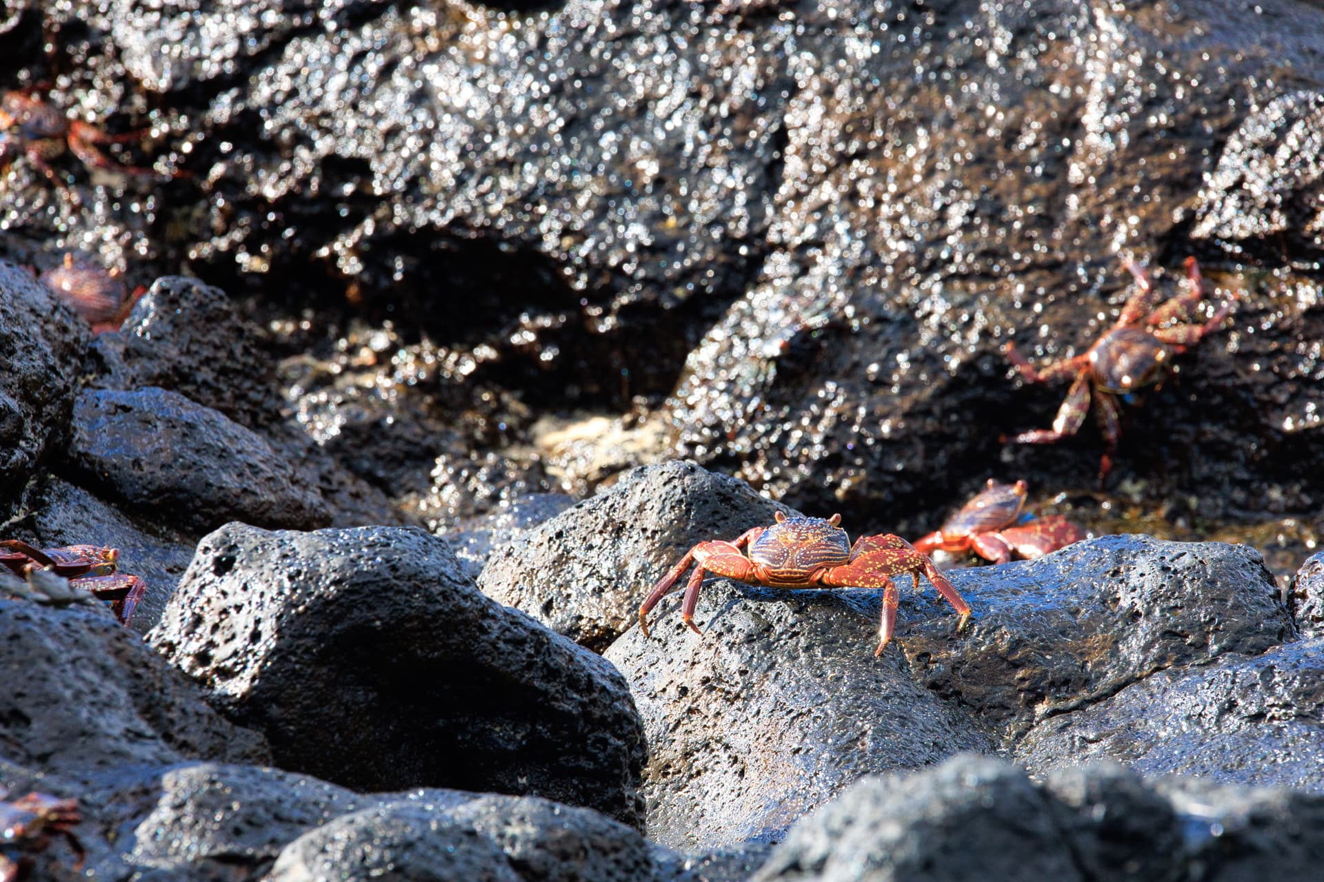 Galapagos Photos