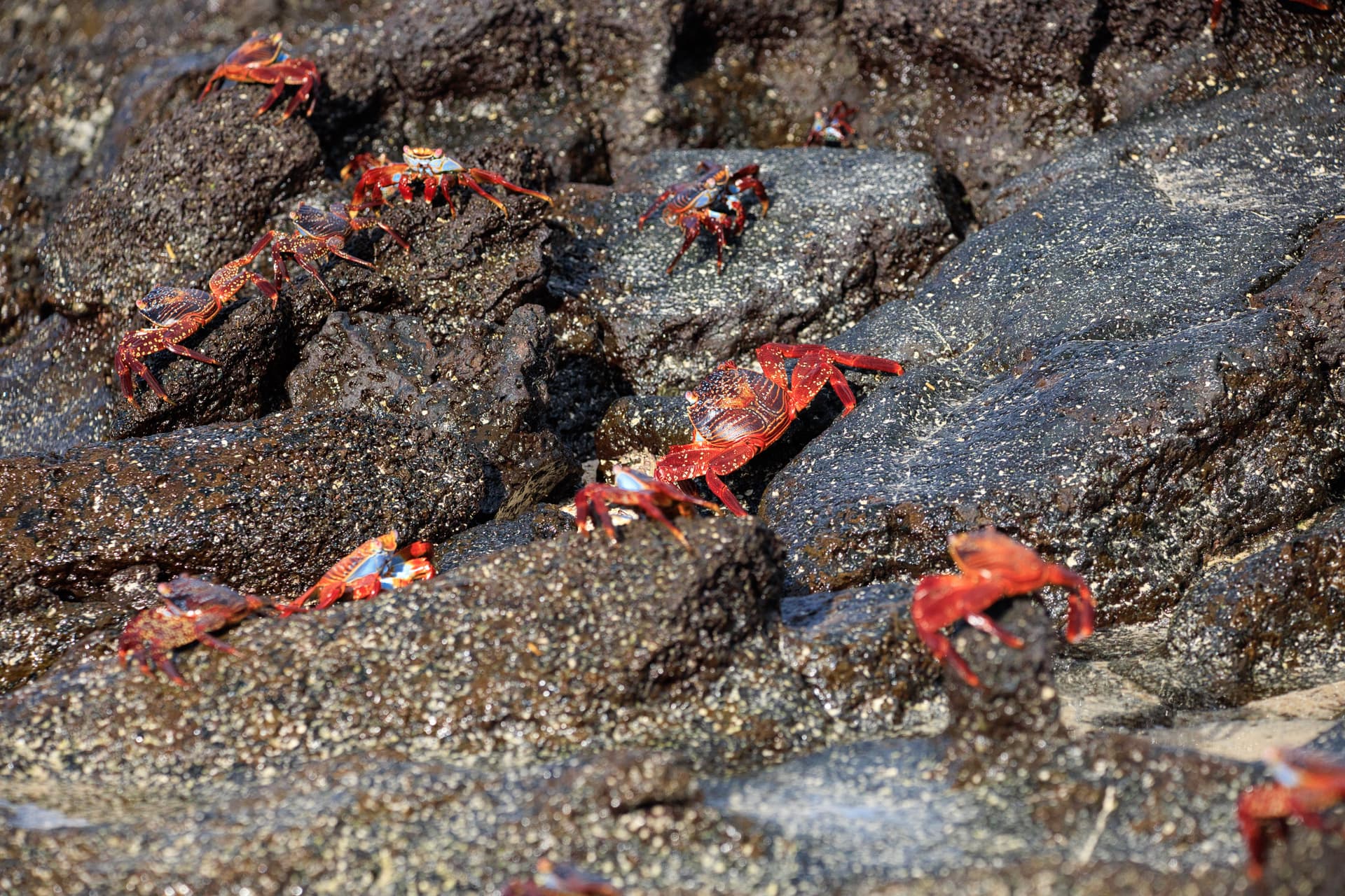 Galapagos Photos