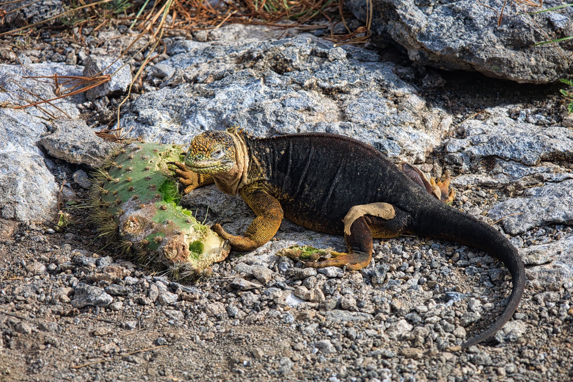 Galapagos Photos