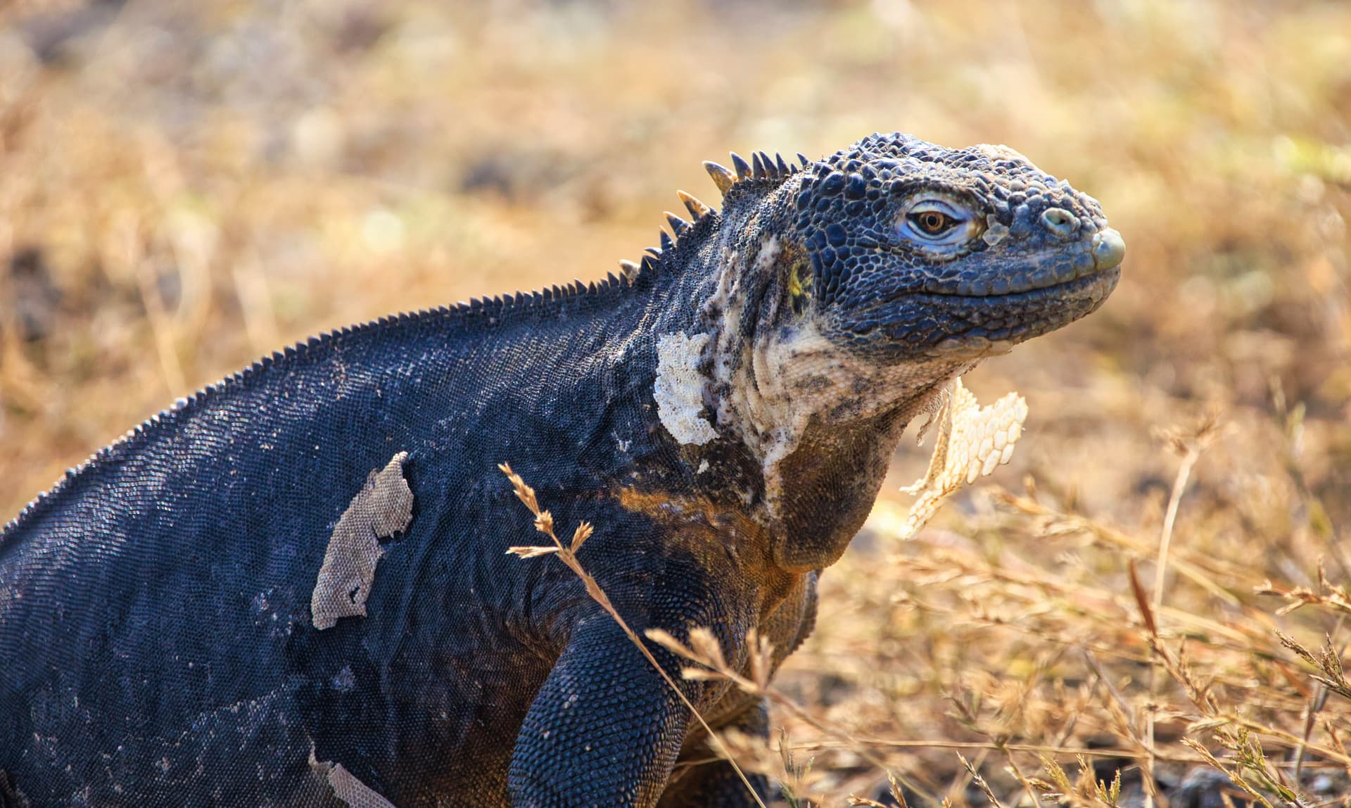Galapagos Photos