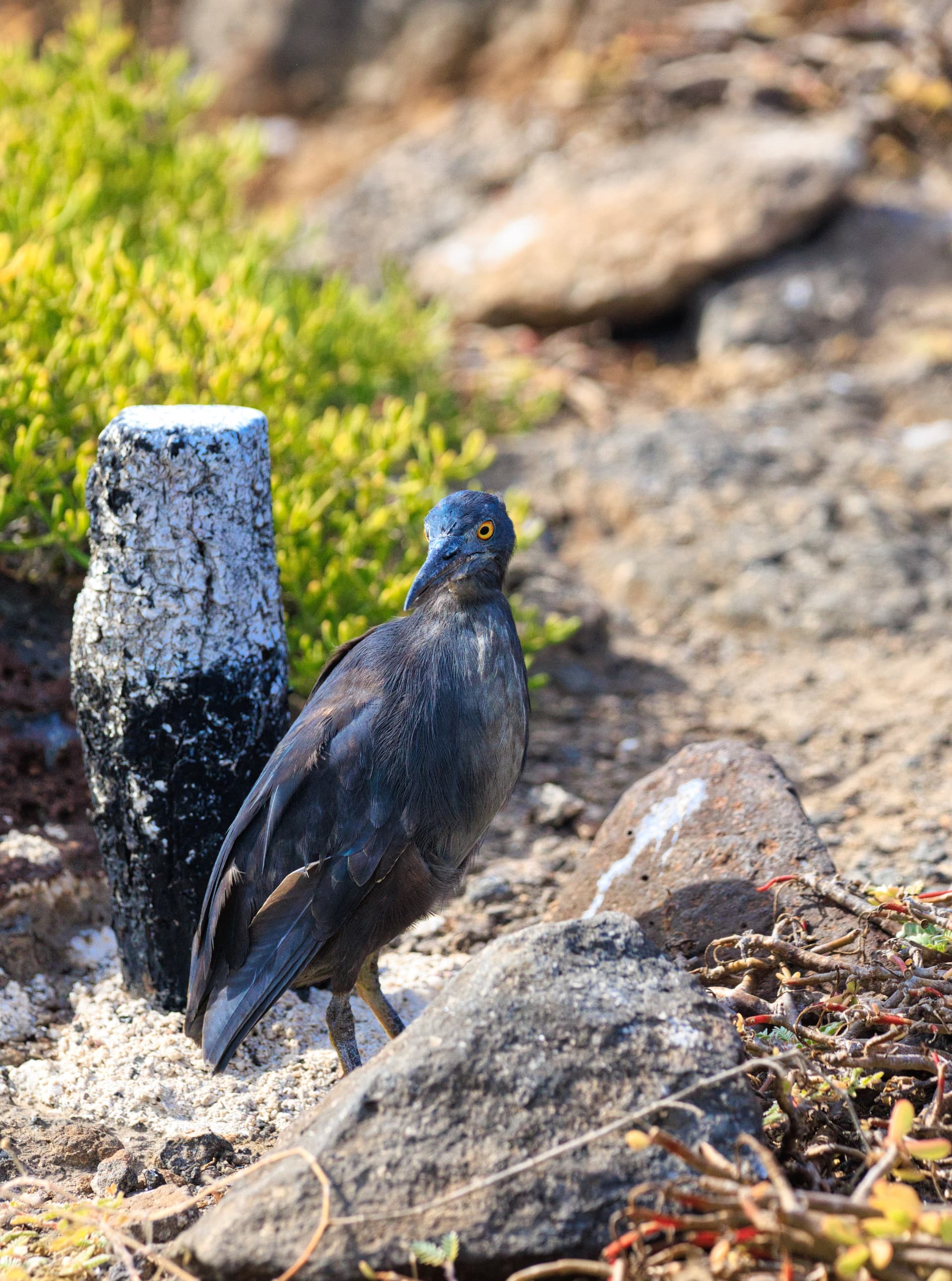 Galapagos Photos