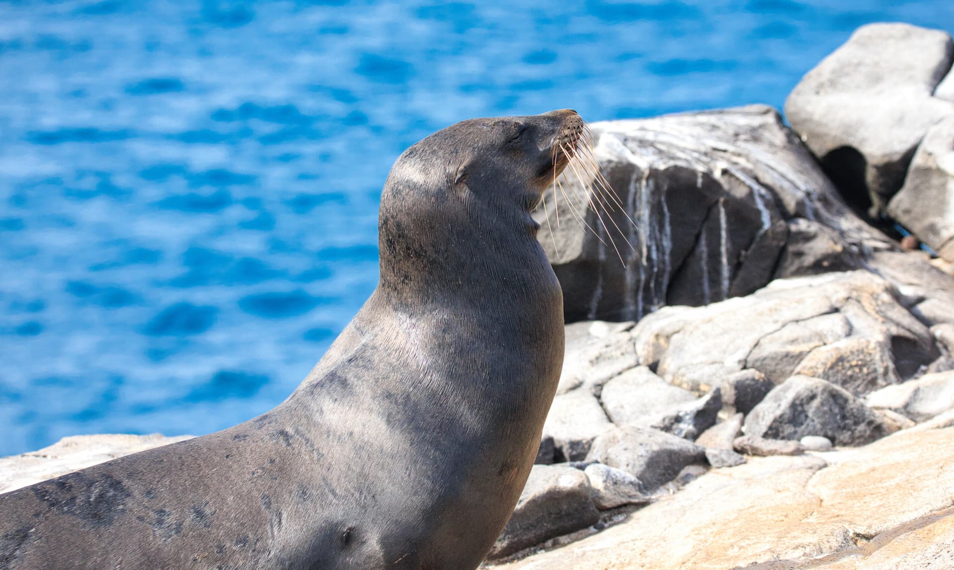 Galapagos Photos