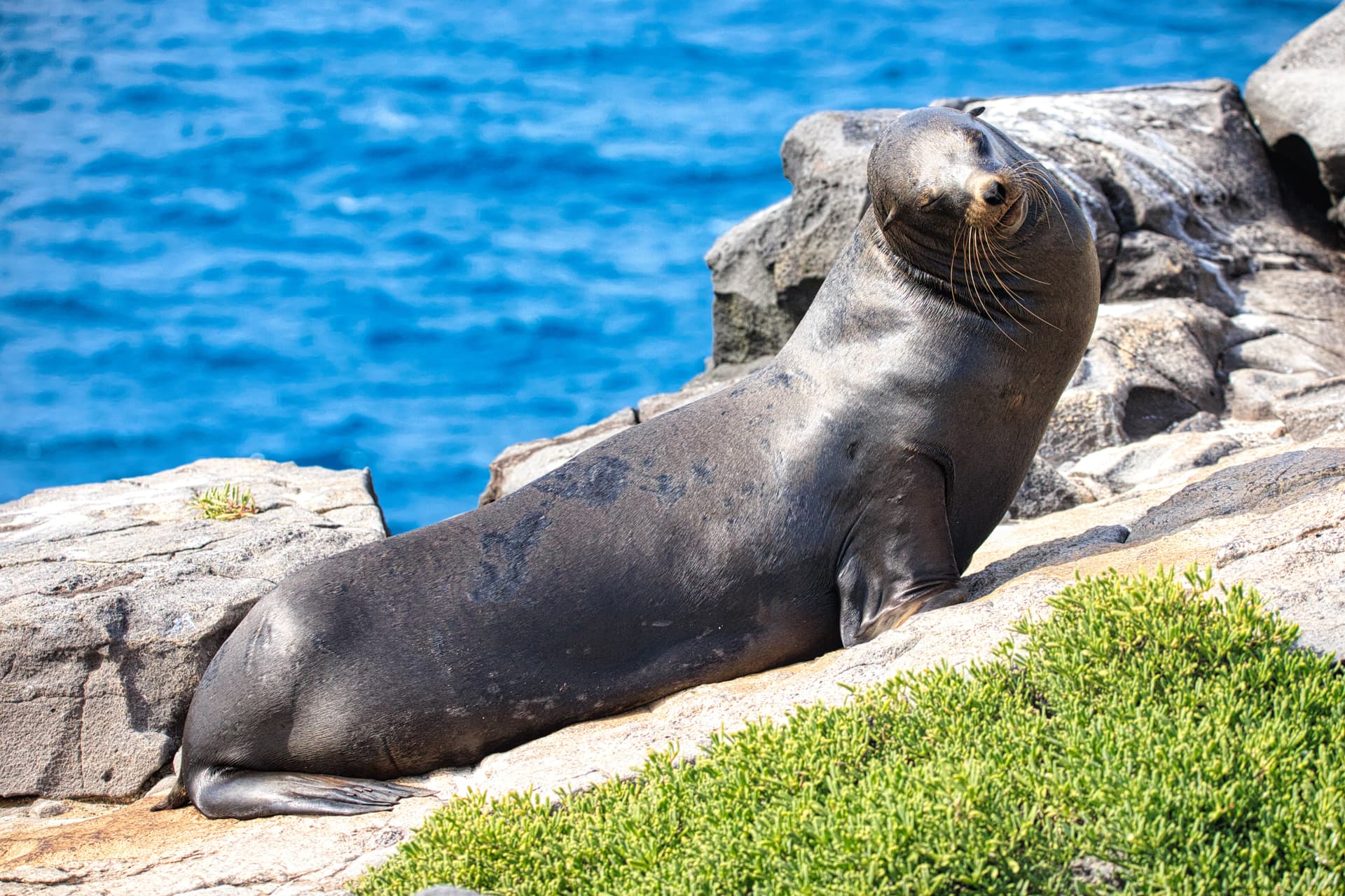 Galapagos Photos