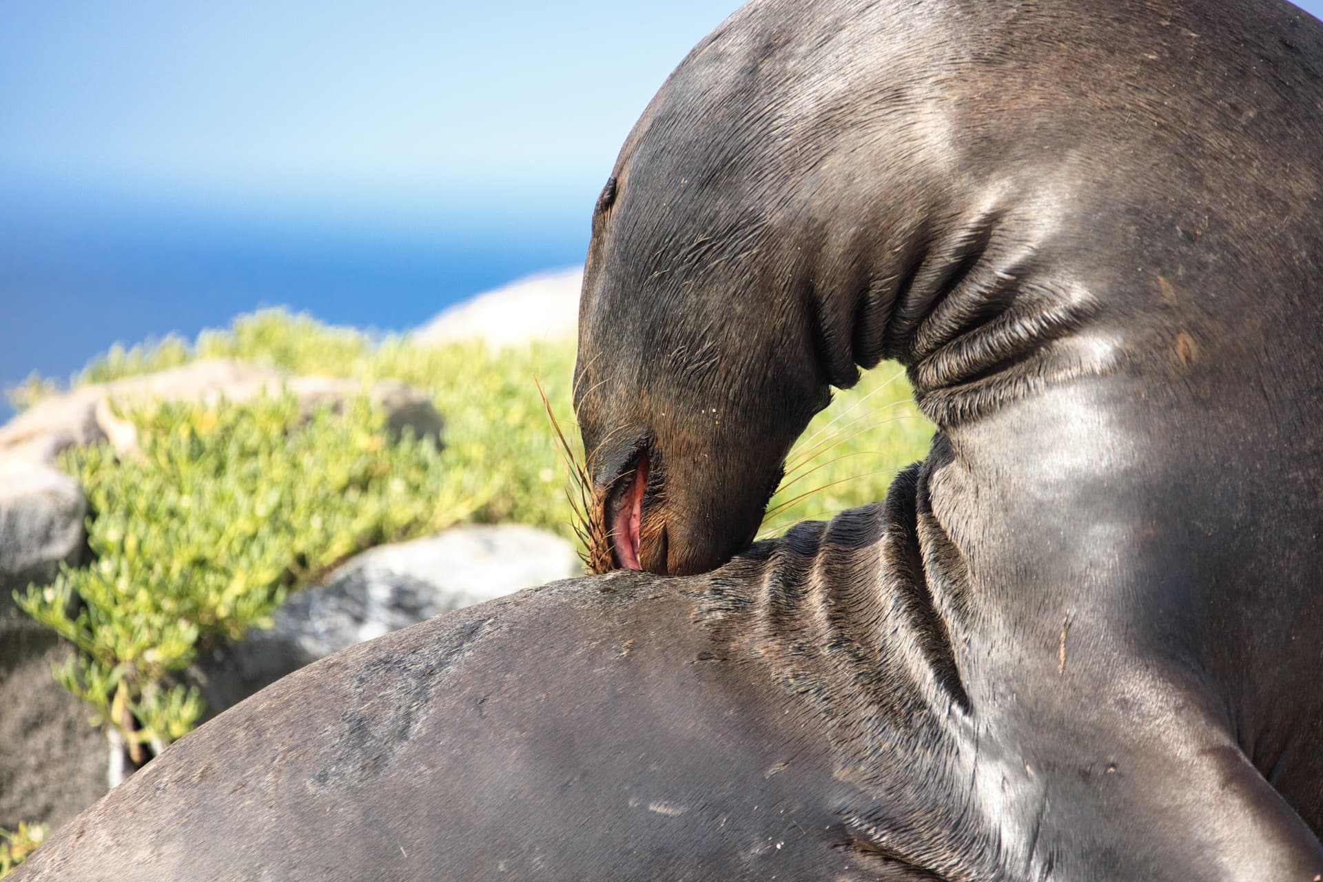Galapagos Photos