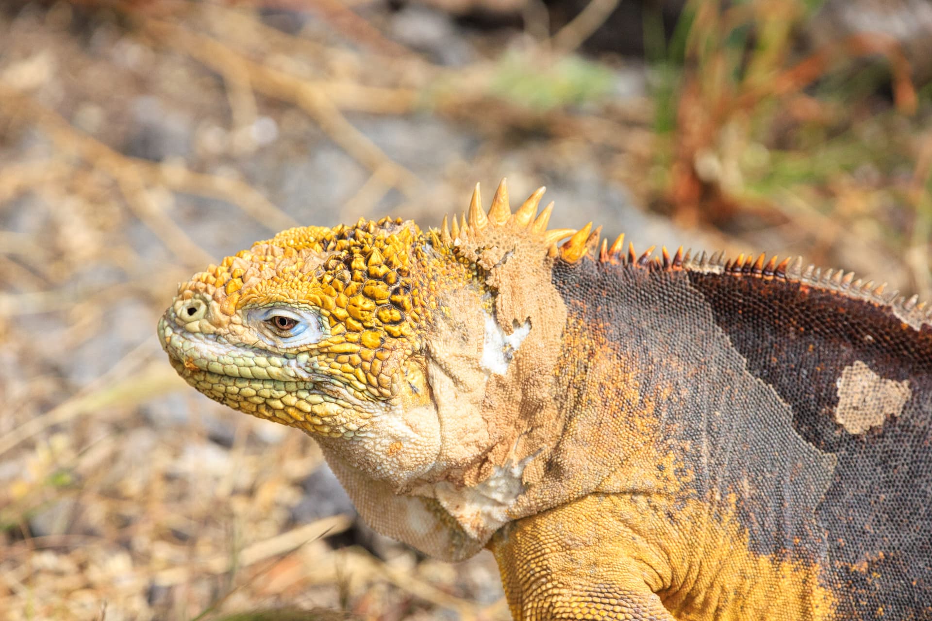 Galapagos Photos