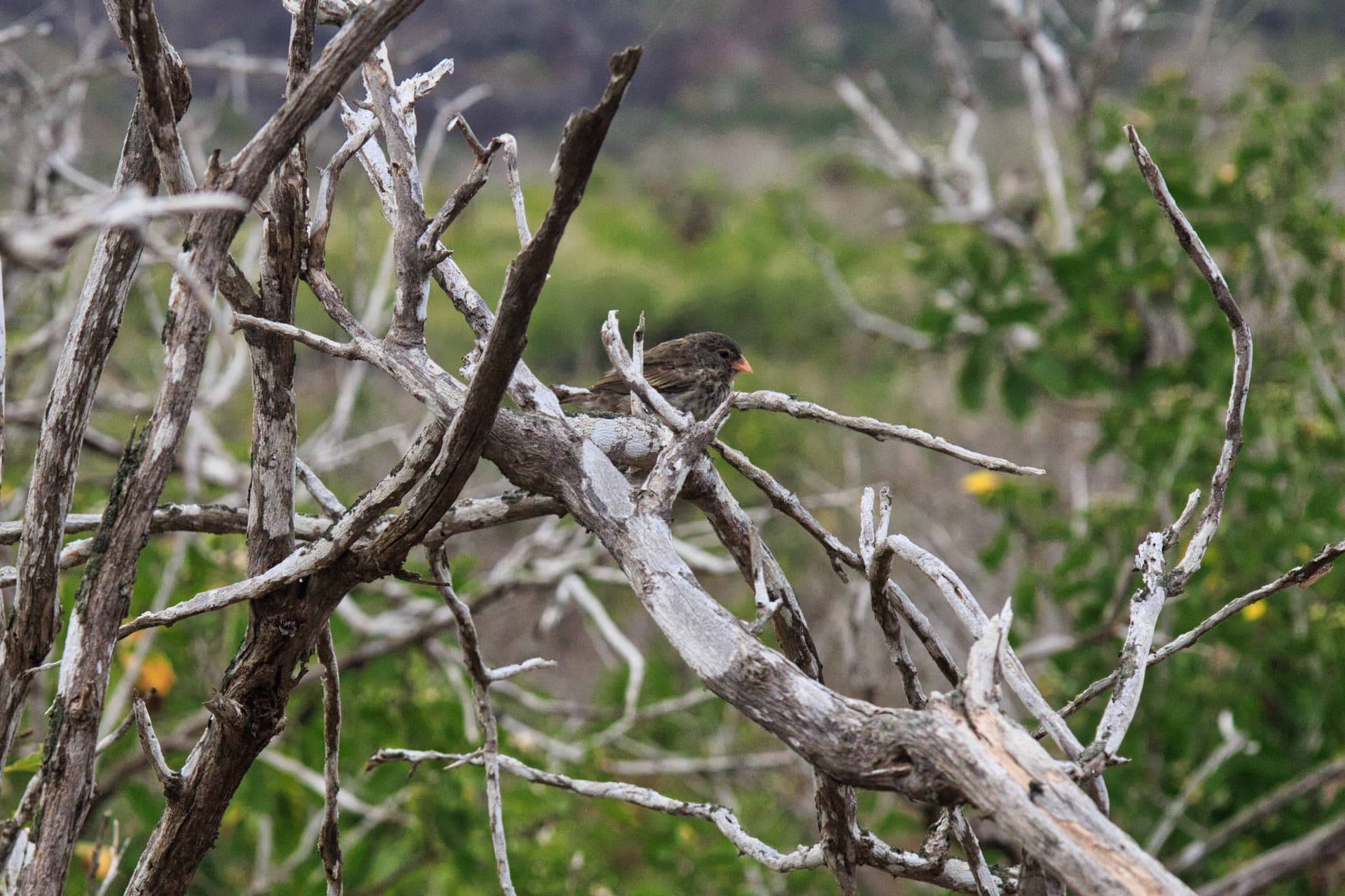 Galapagos Photos