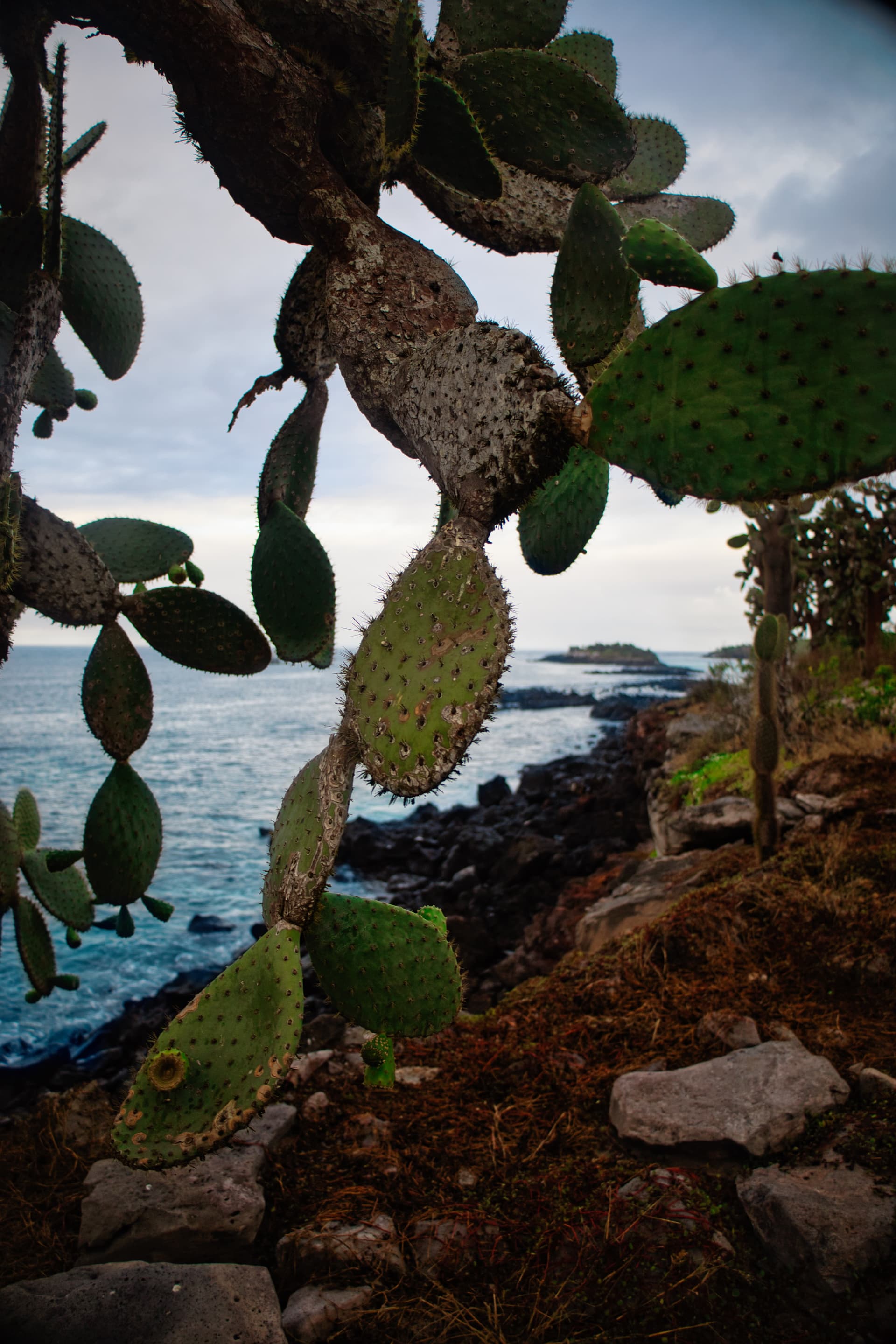 Galapagos Photos