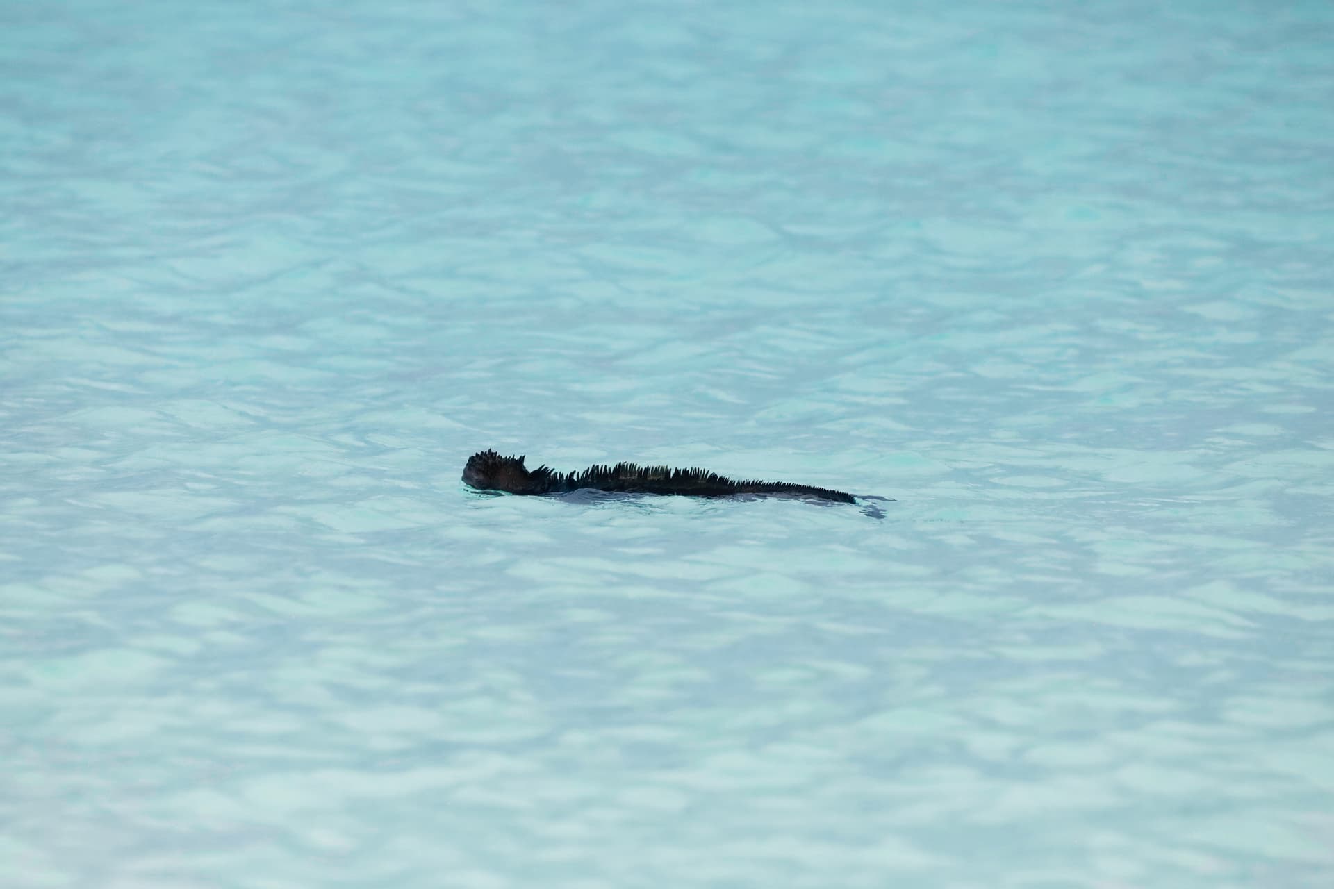 Galapagos Photos