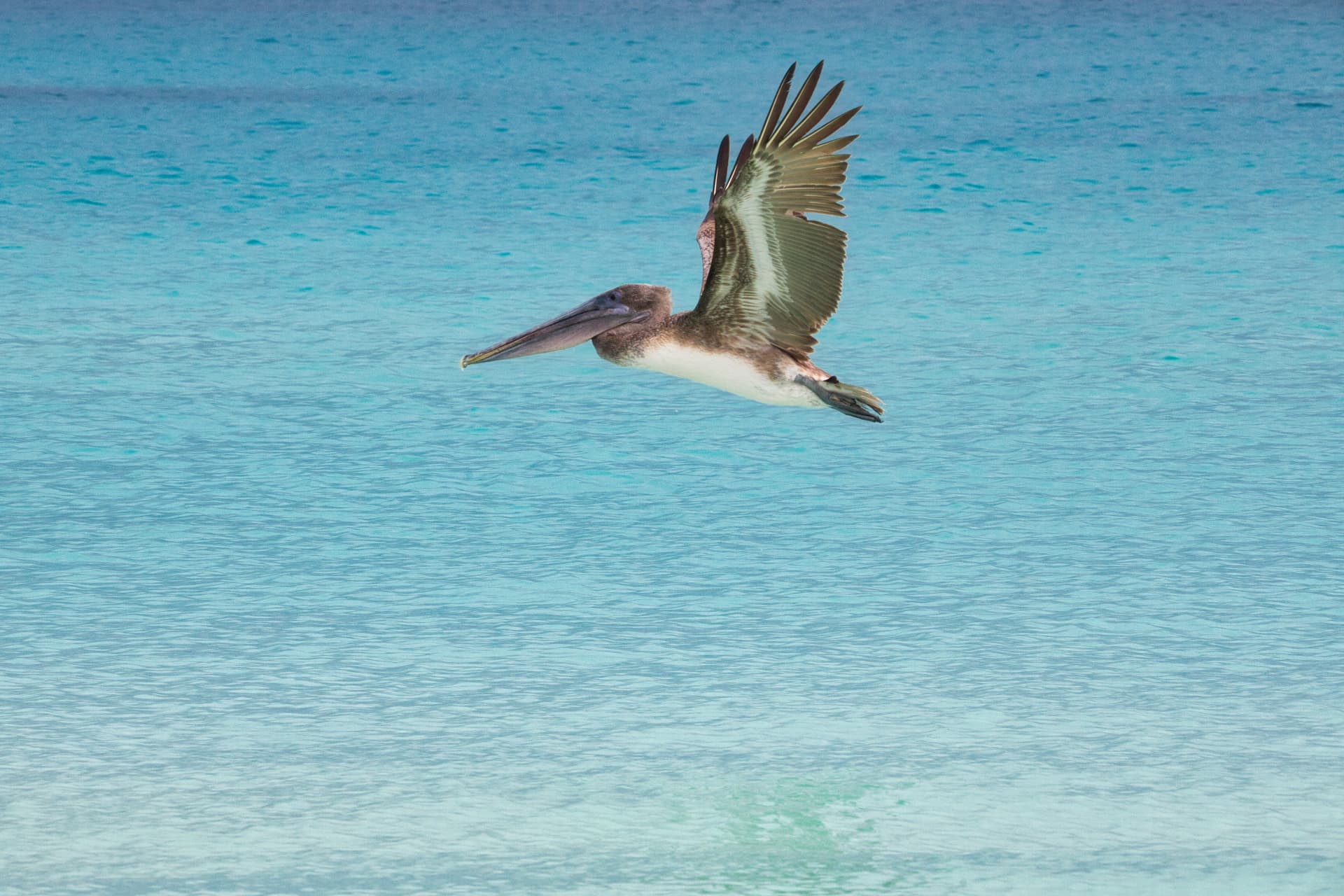Galapagos Photos