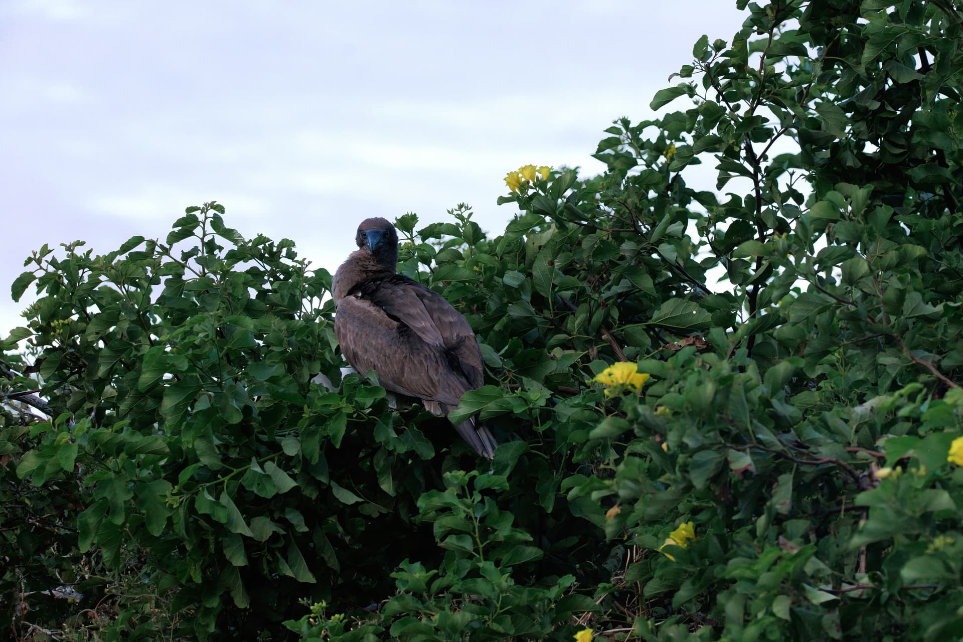 Galapagos Photos
