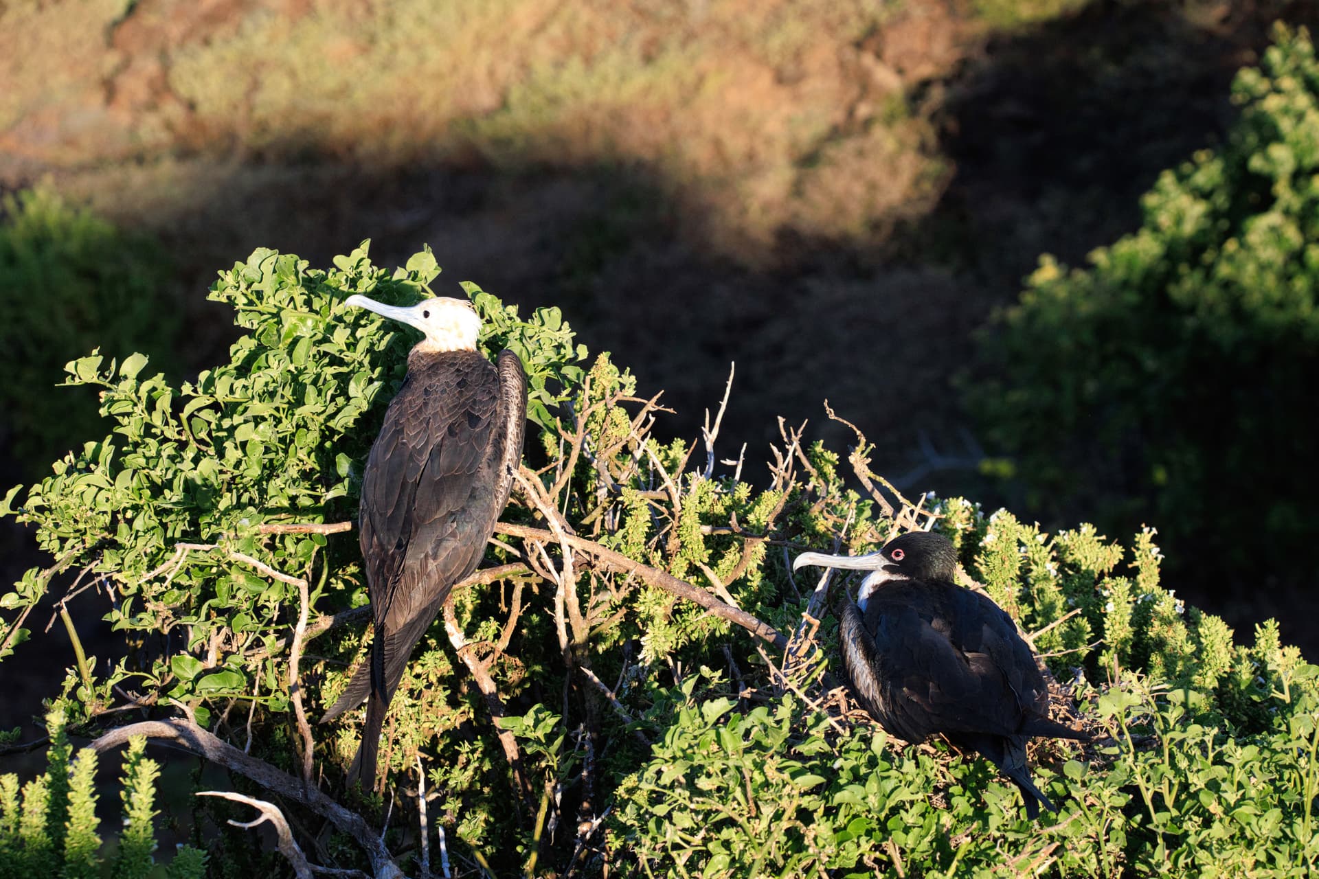 Galapagos Photos