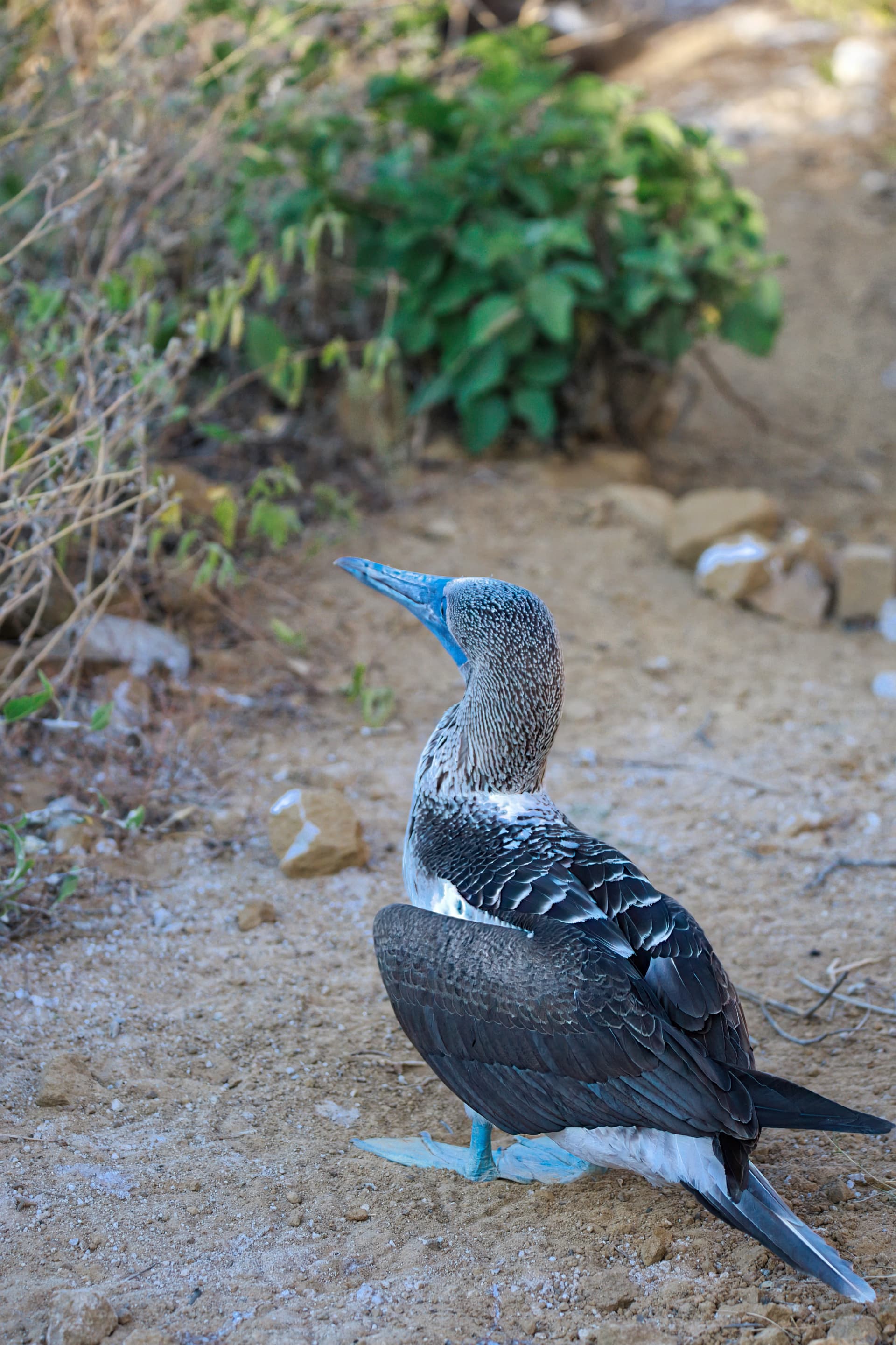 Galapagos Photos
