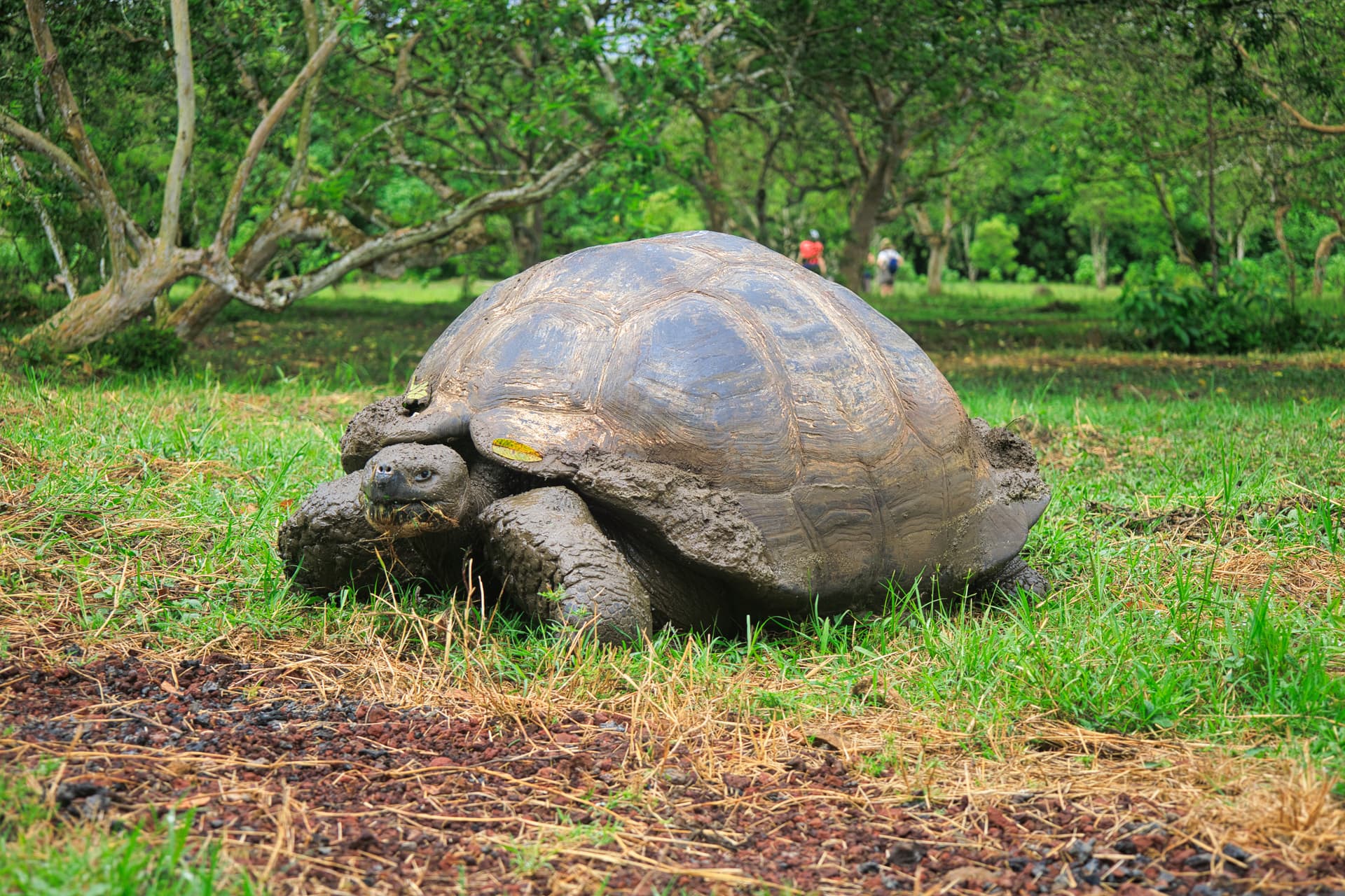 Galapagos Photos