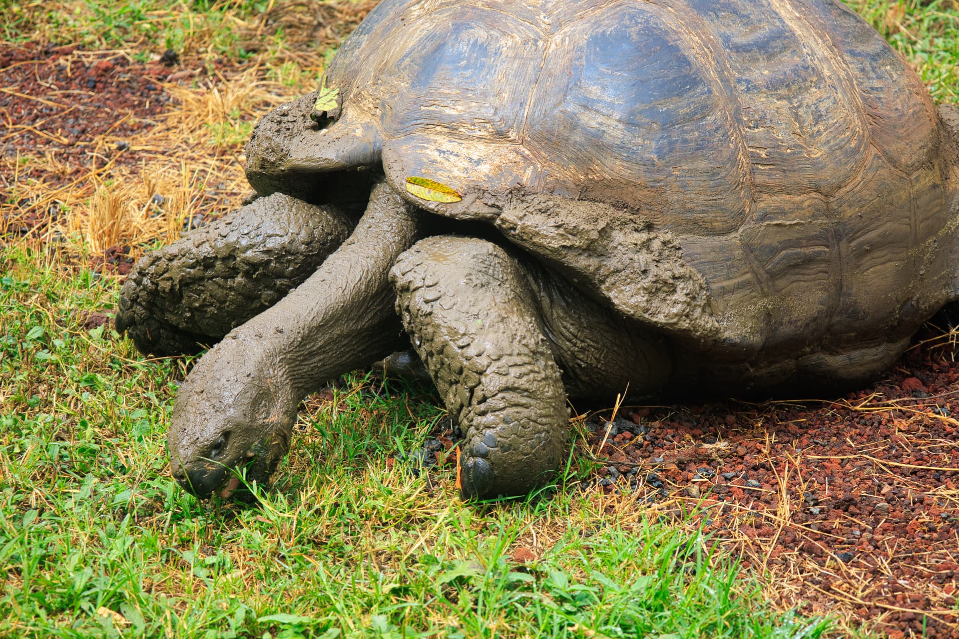 Galapagos Photos