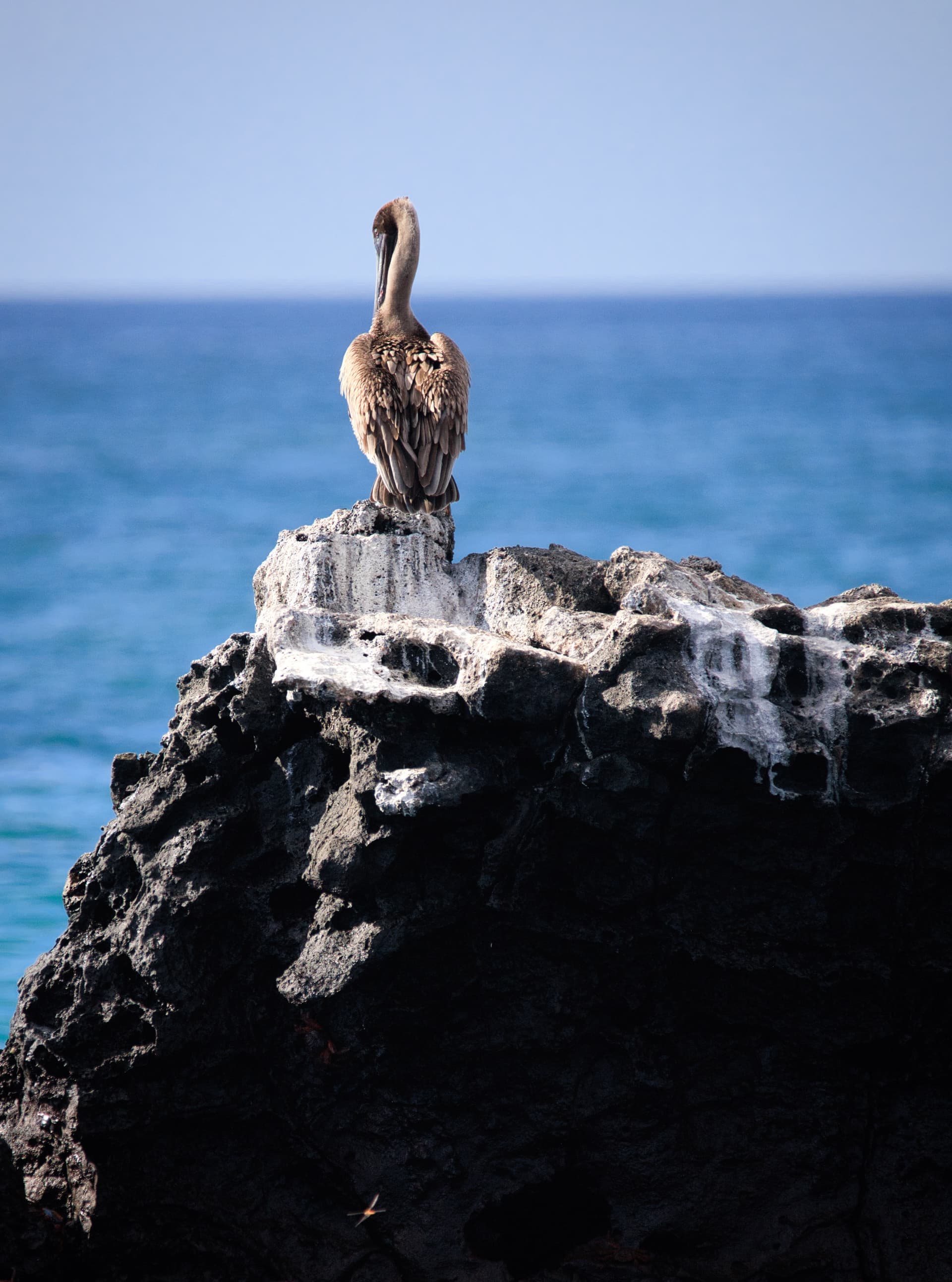 Galapagos Photos