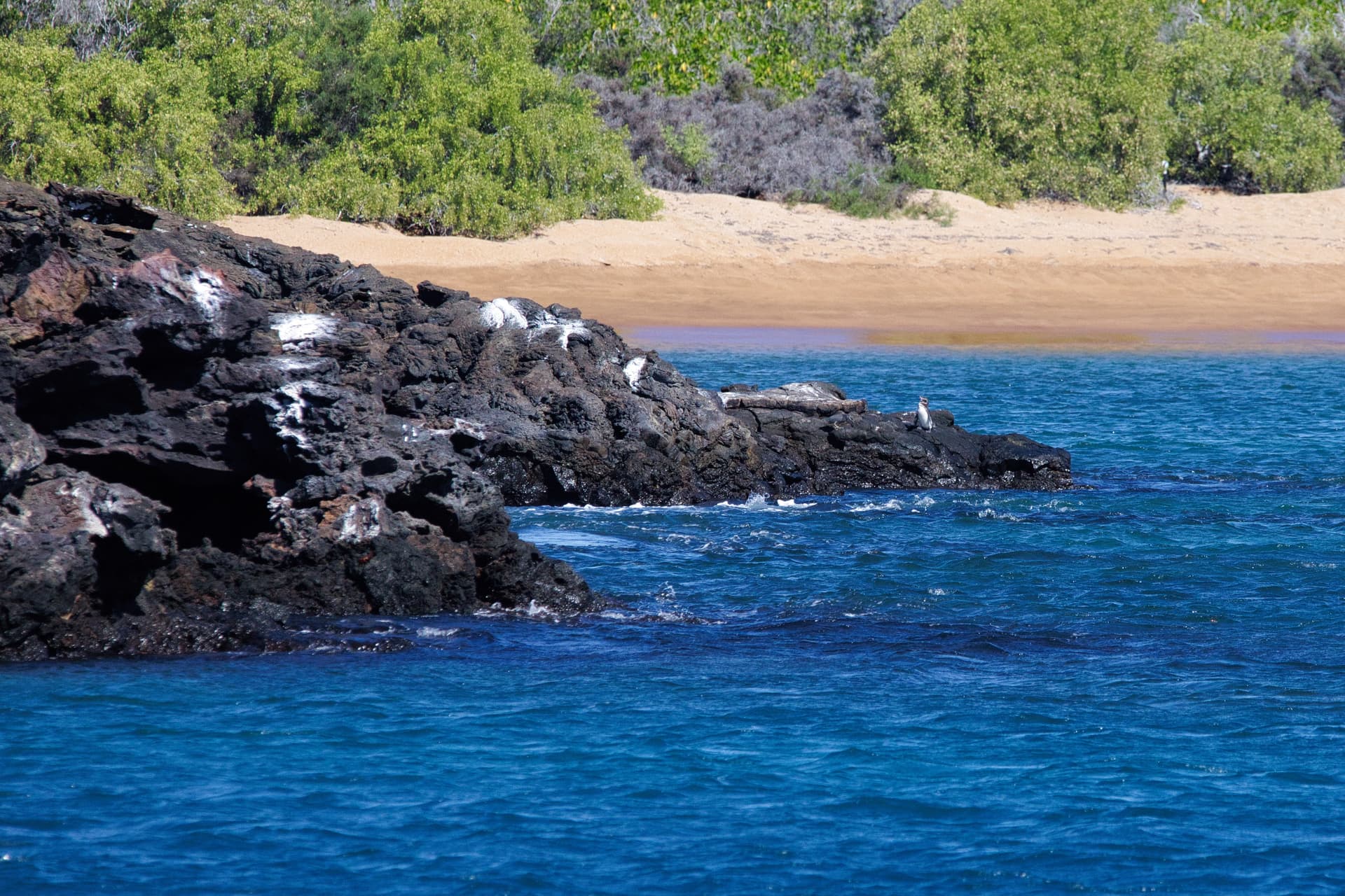 Galapagos Photos