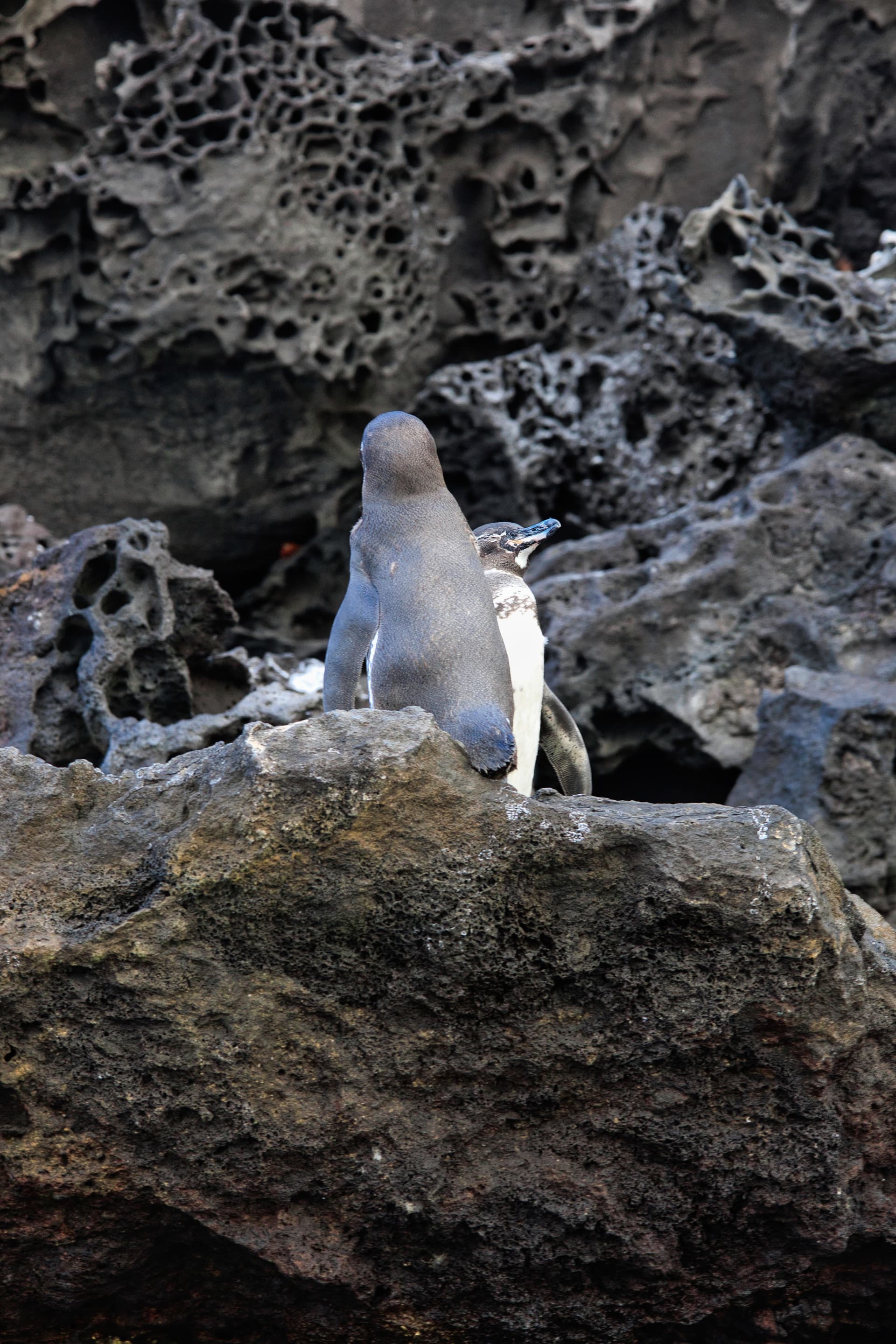 Galapagos Photos
