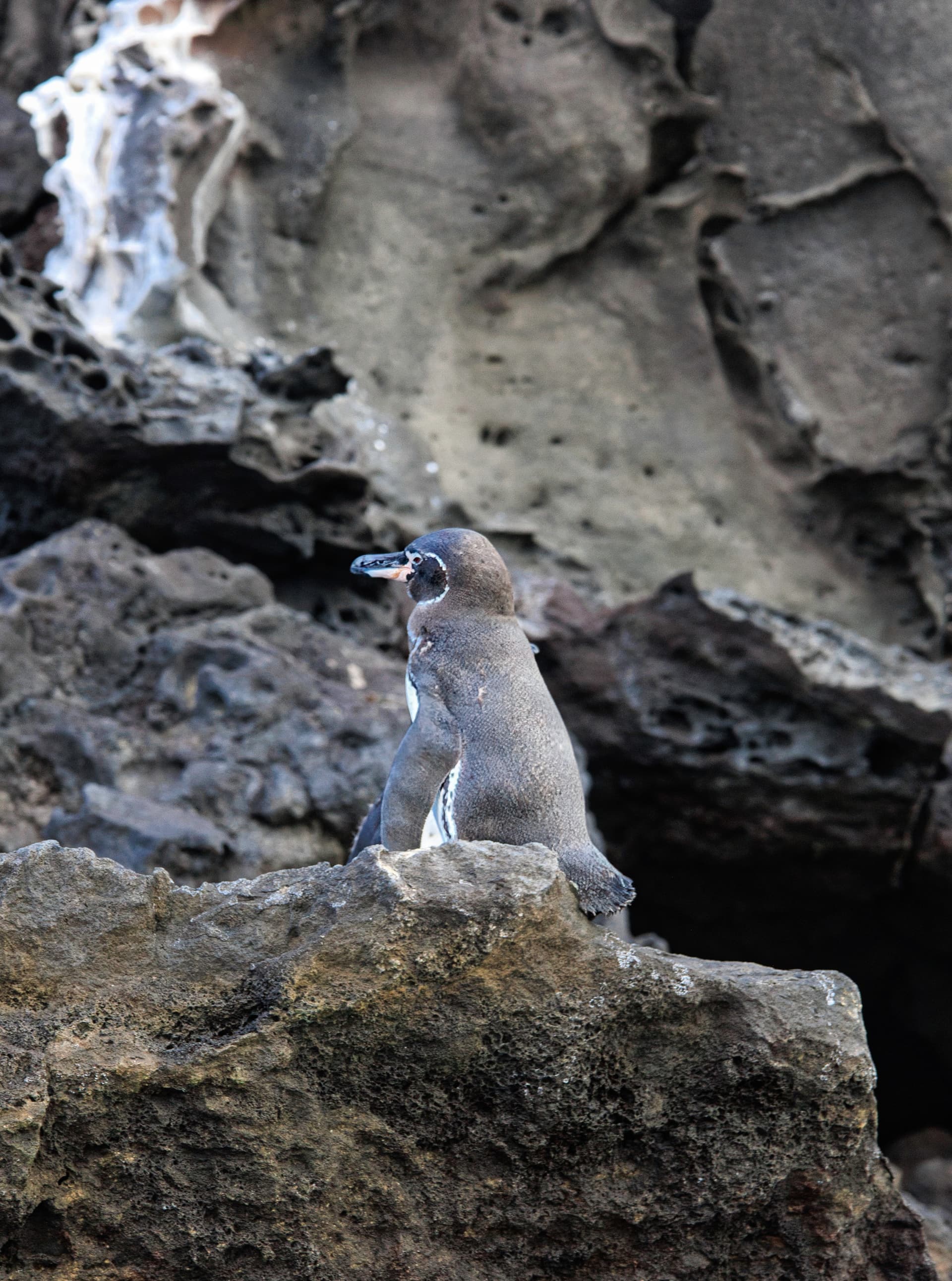 Galapagos Photos