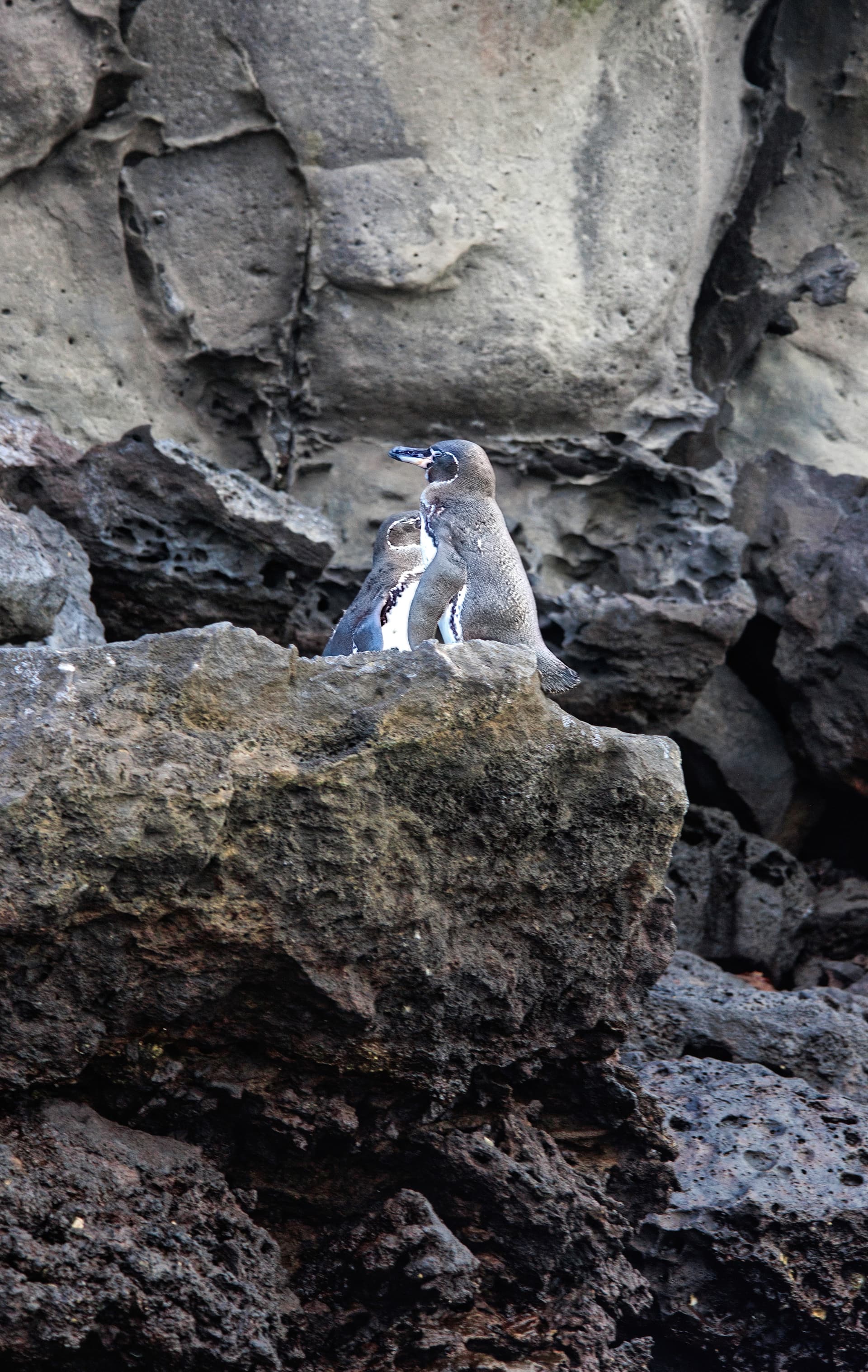 Galapagos Photos
