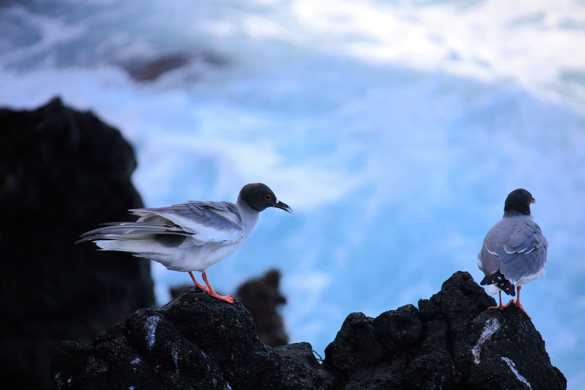 Galapagos Photos