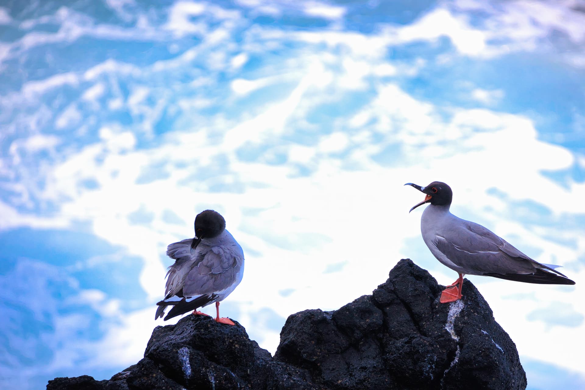 Galapagos Photos