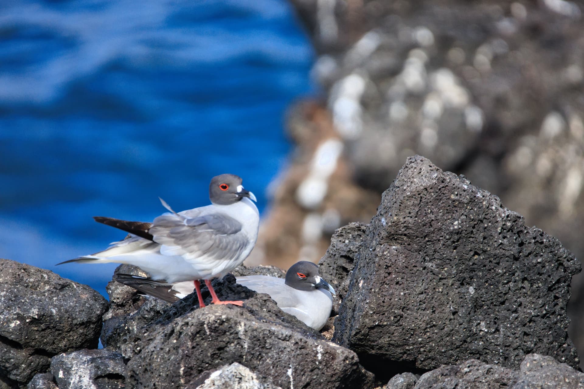 Galapagos Photos