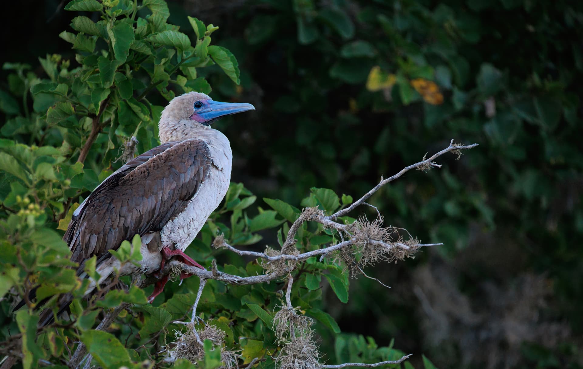 Galapagos Photos