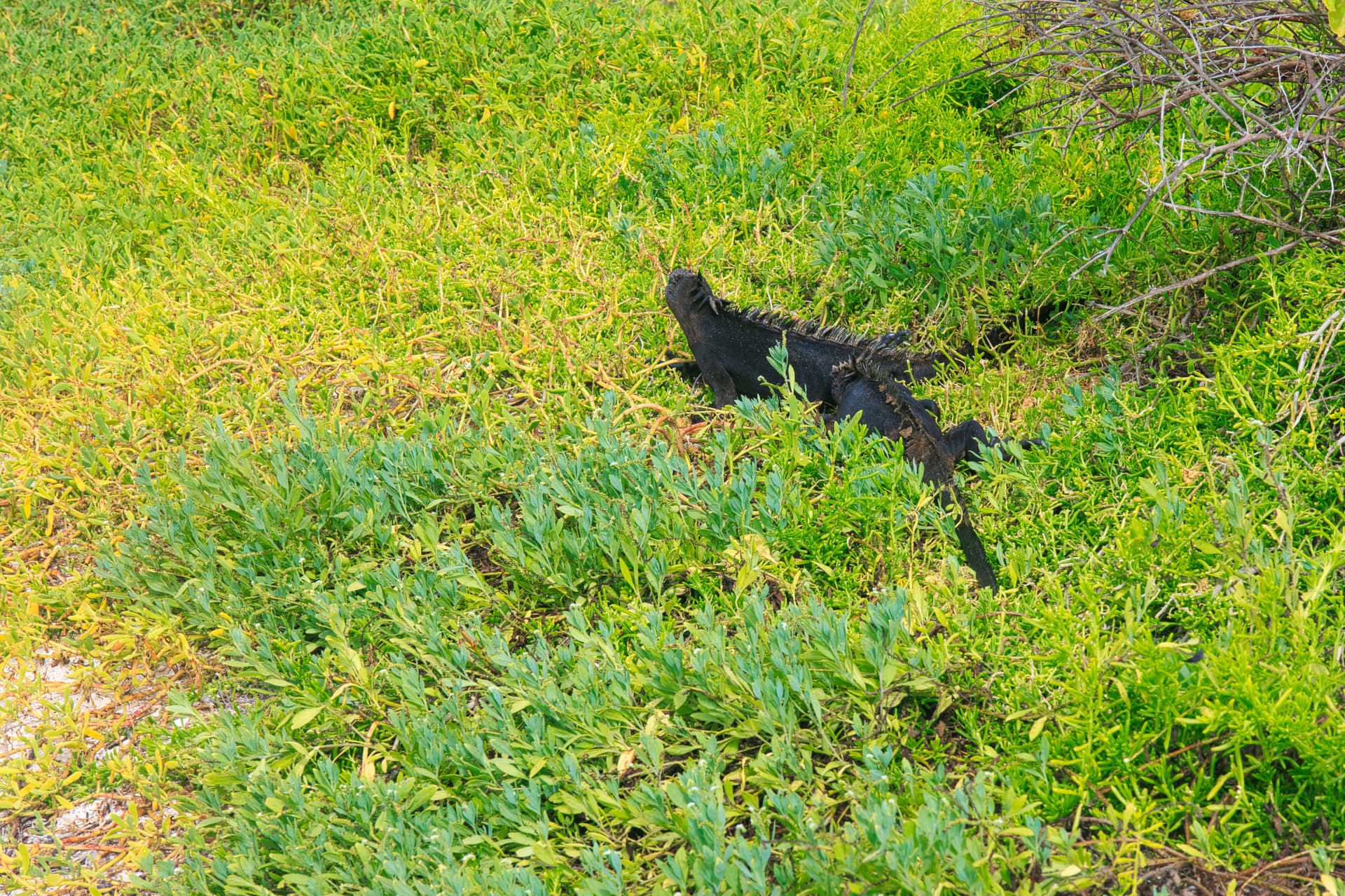 Galapagos Photos