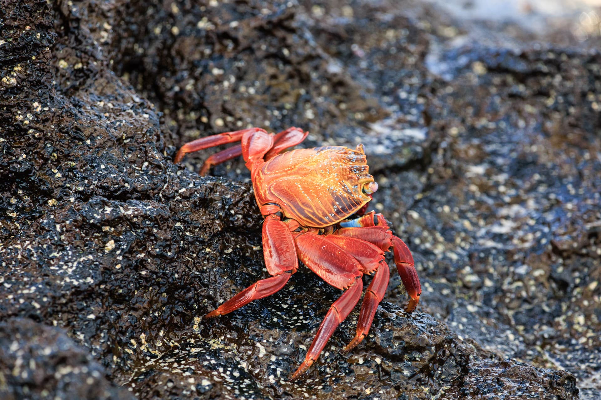 Galapagos Photos