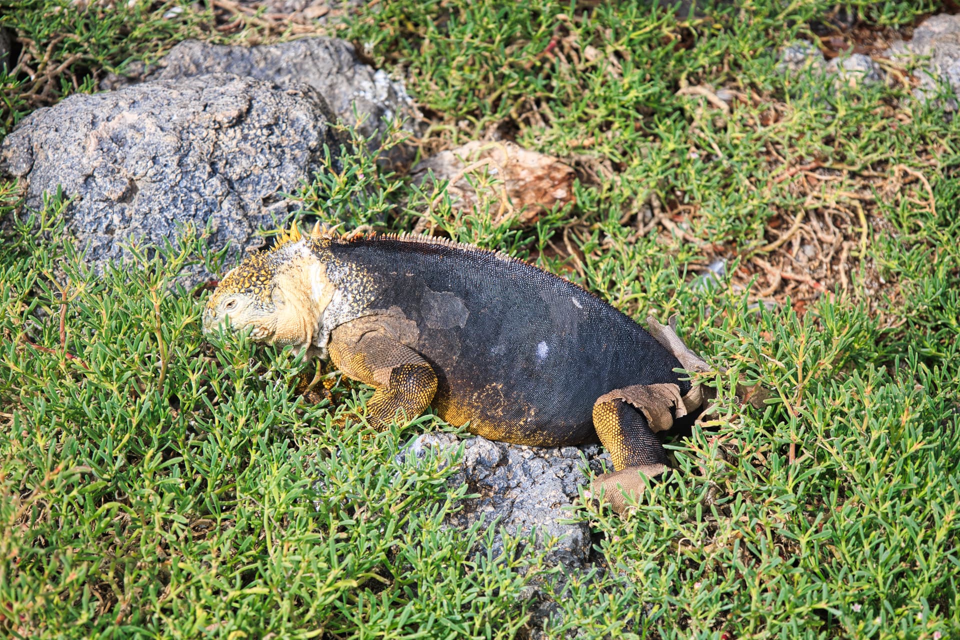 Galapagos Photos