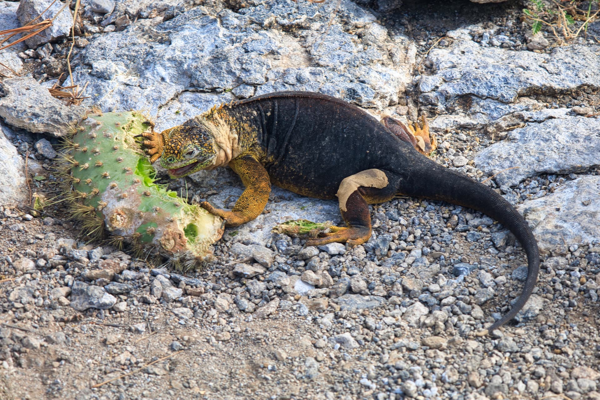 Galapagos Photos