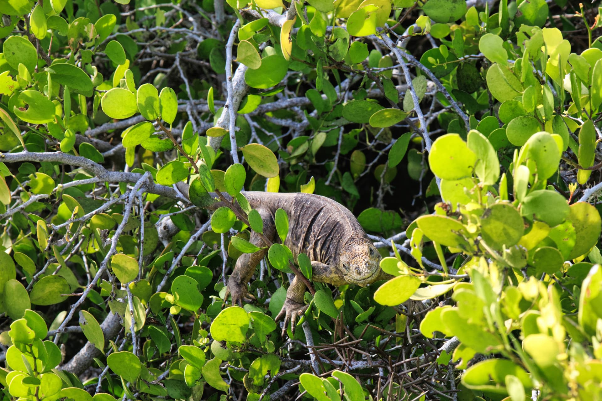 Galapagos Photos