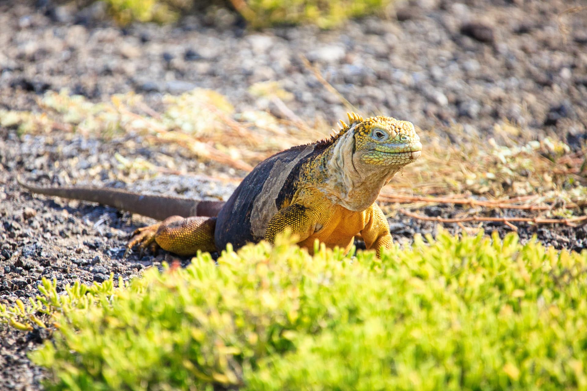 Galapagos Photos