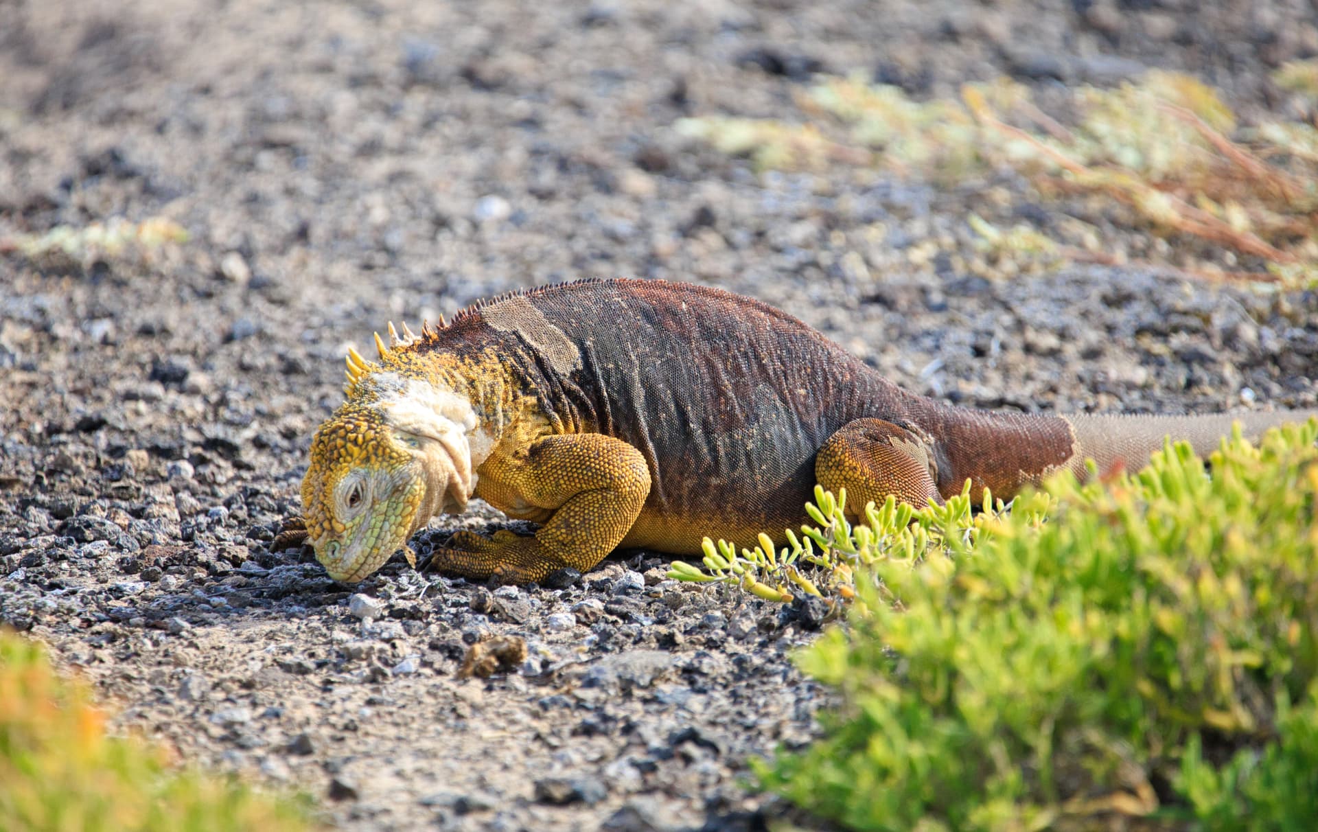 Galapagos Photos