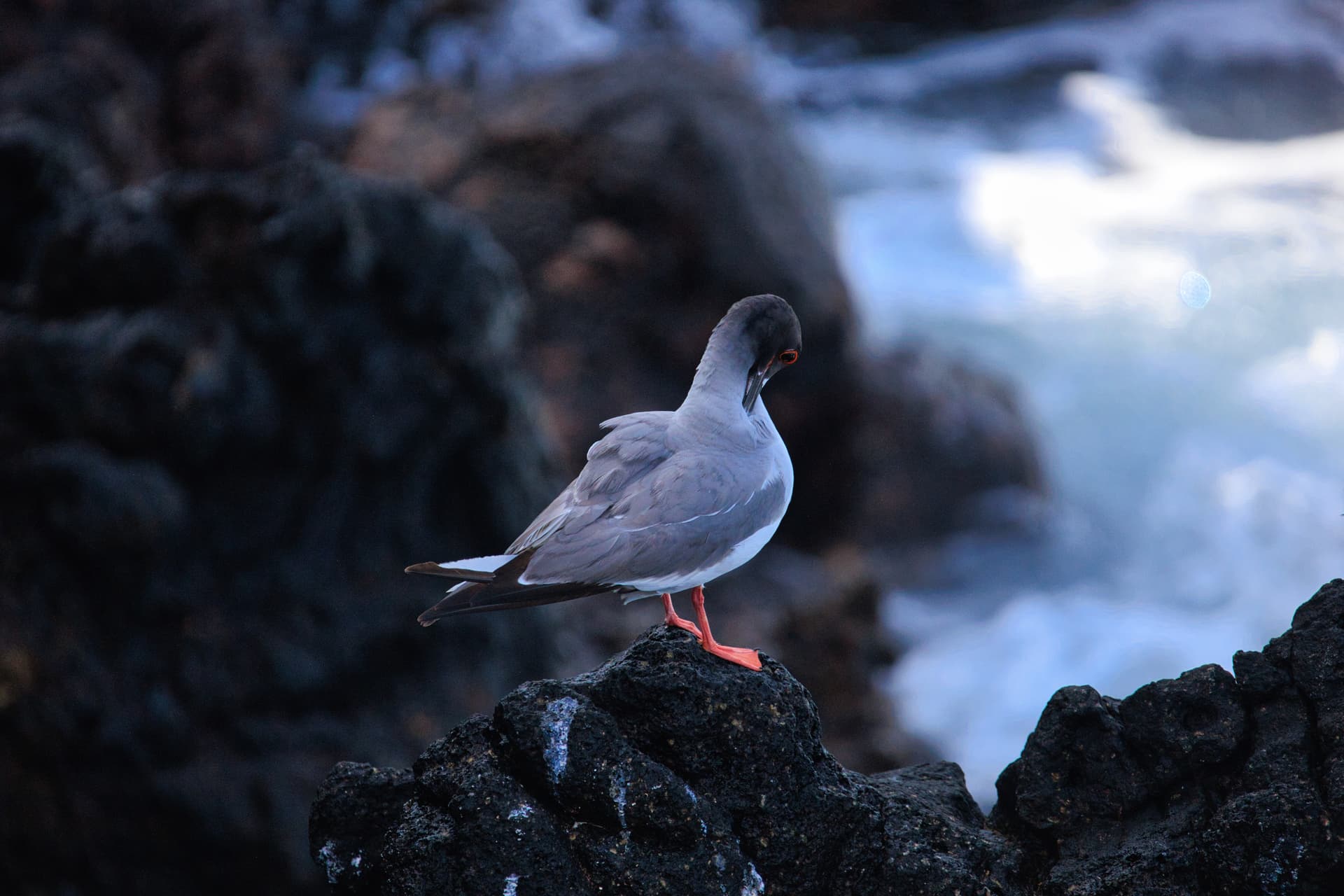 Galapagos Photos