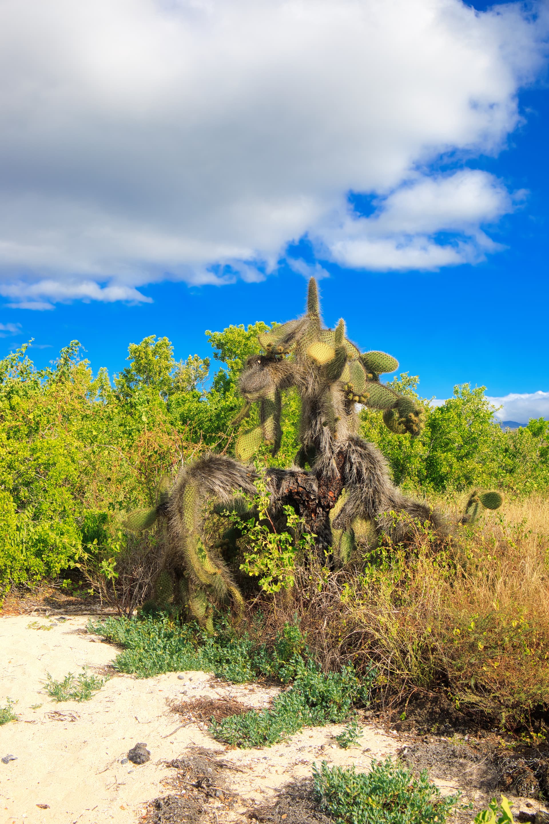 Galapagos Photos